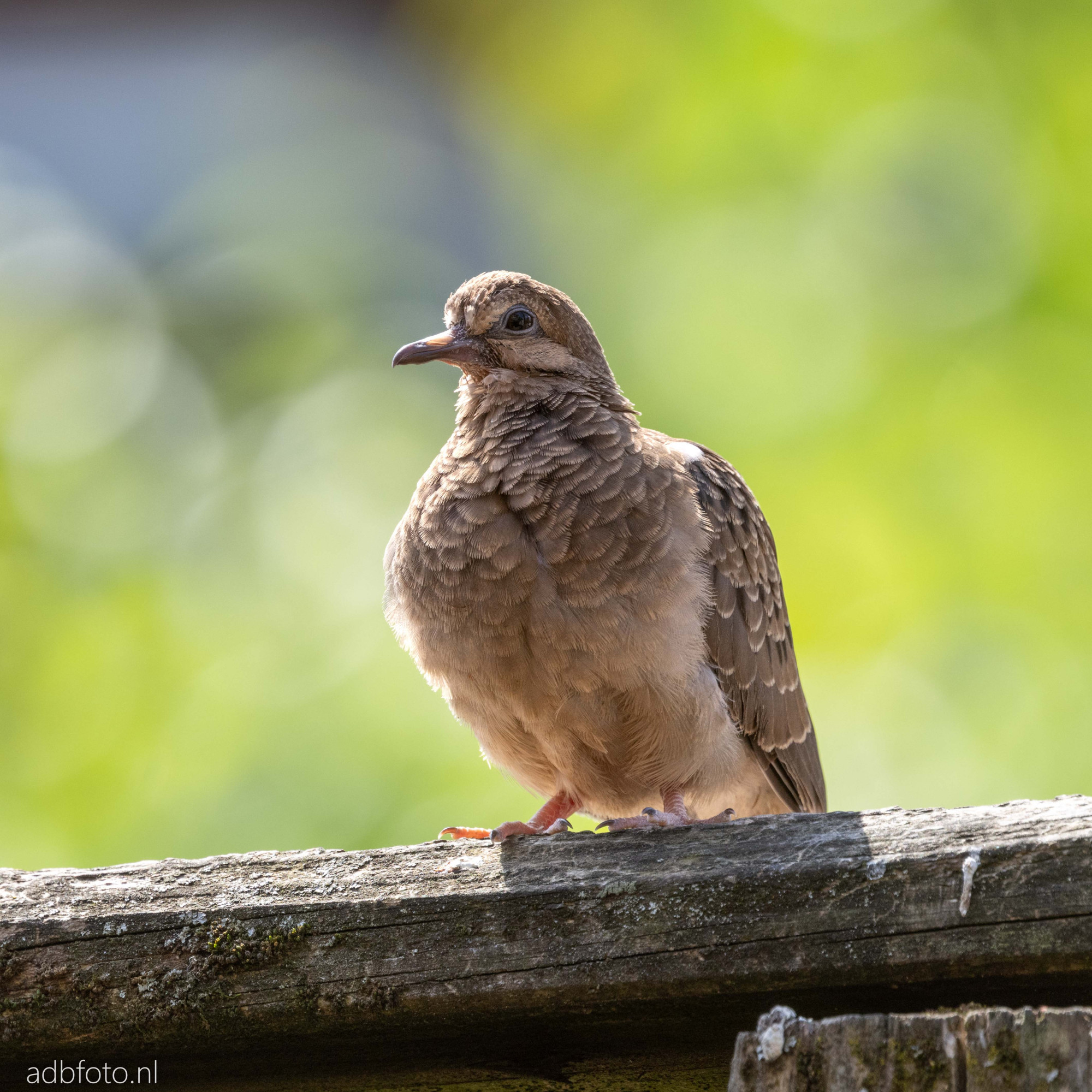 Juvenile Mourning Dove standing proudly on a fence, with a blurred out green background.