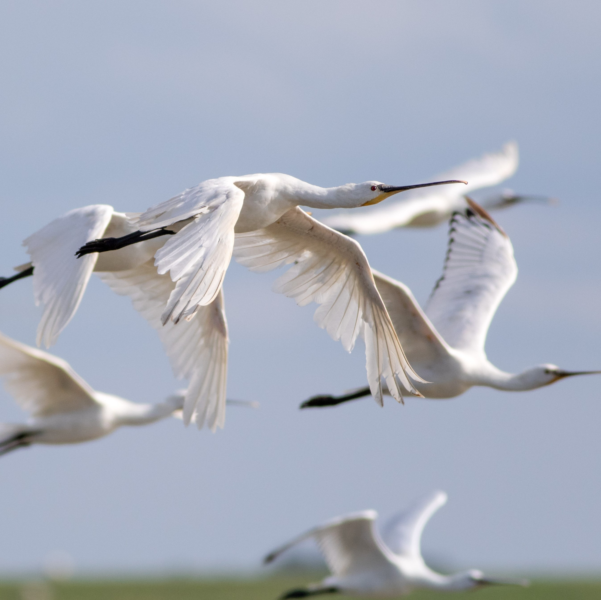 Spoonbill in flight showing large gaps in its wings, indicating that it is replacing their flight feathers.