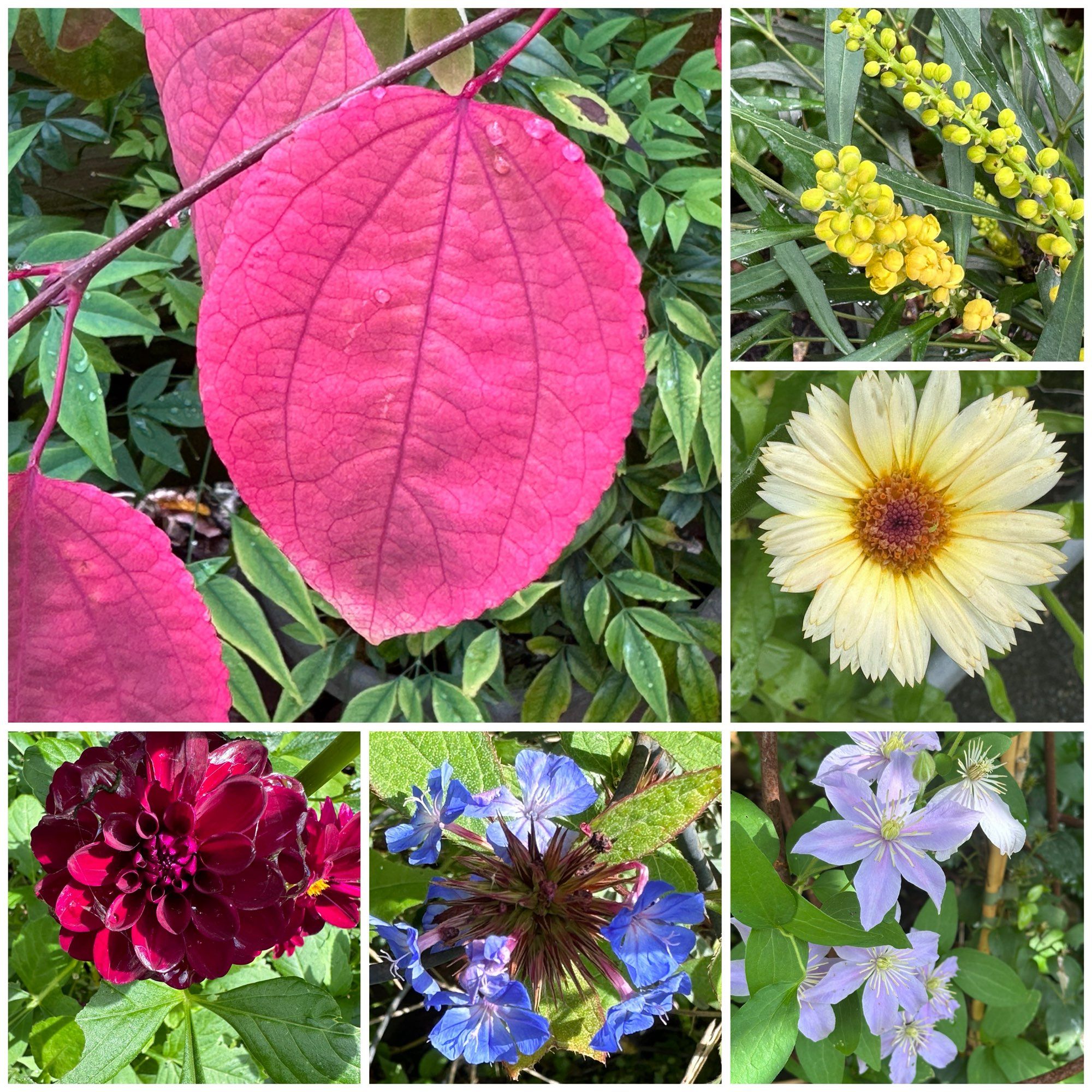 Six pictures from my garden in a collage. They include a bright red, heart shaped leaf and five different flowers.