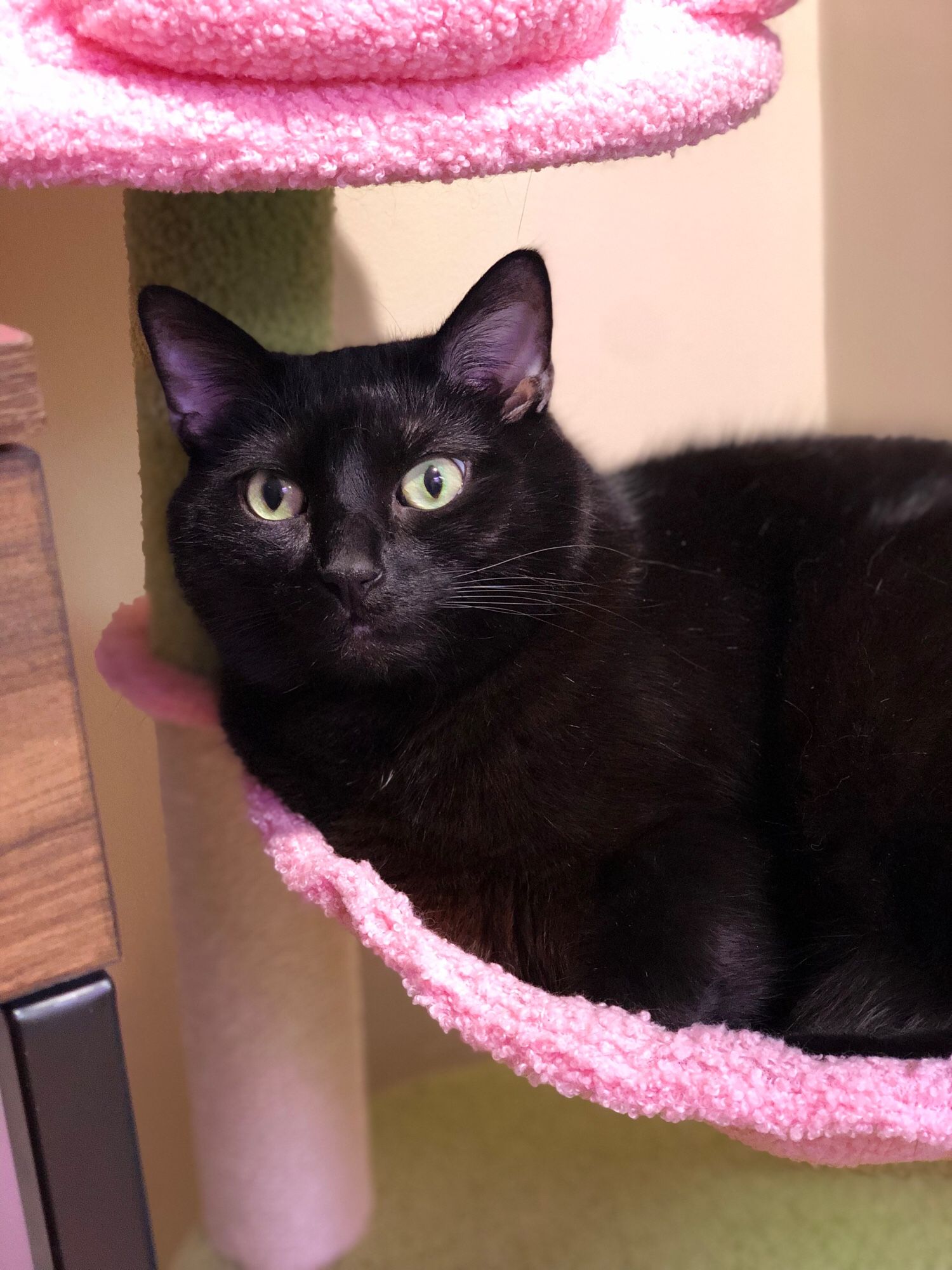 Black cat Kimchi laying in his pink hammock staring towards the camera looking extra soft (he is).