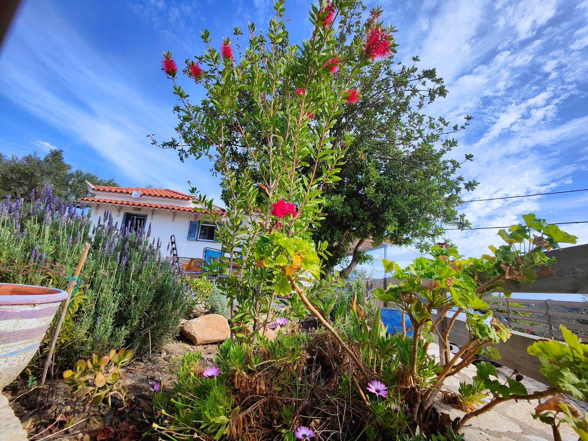 Greek garden, carob tree and house with callistemon bush, geranium, lavender and shoeblack plant.