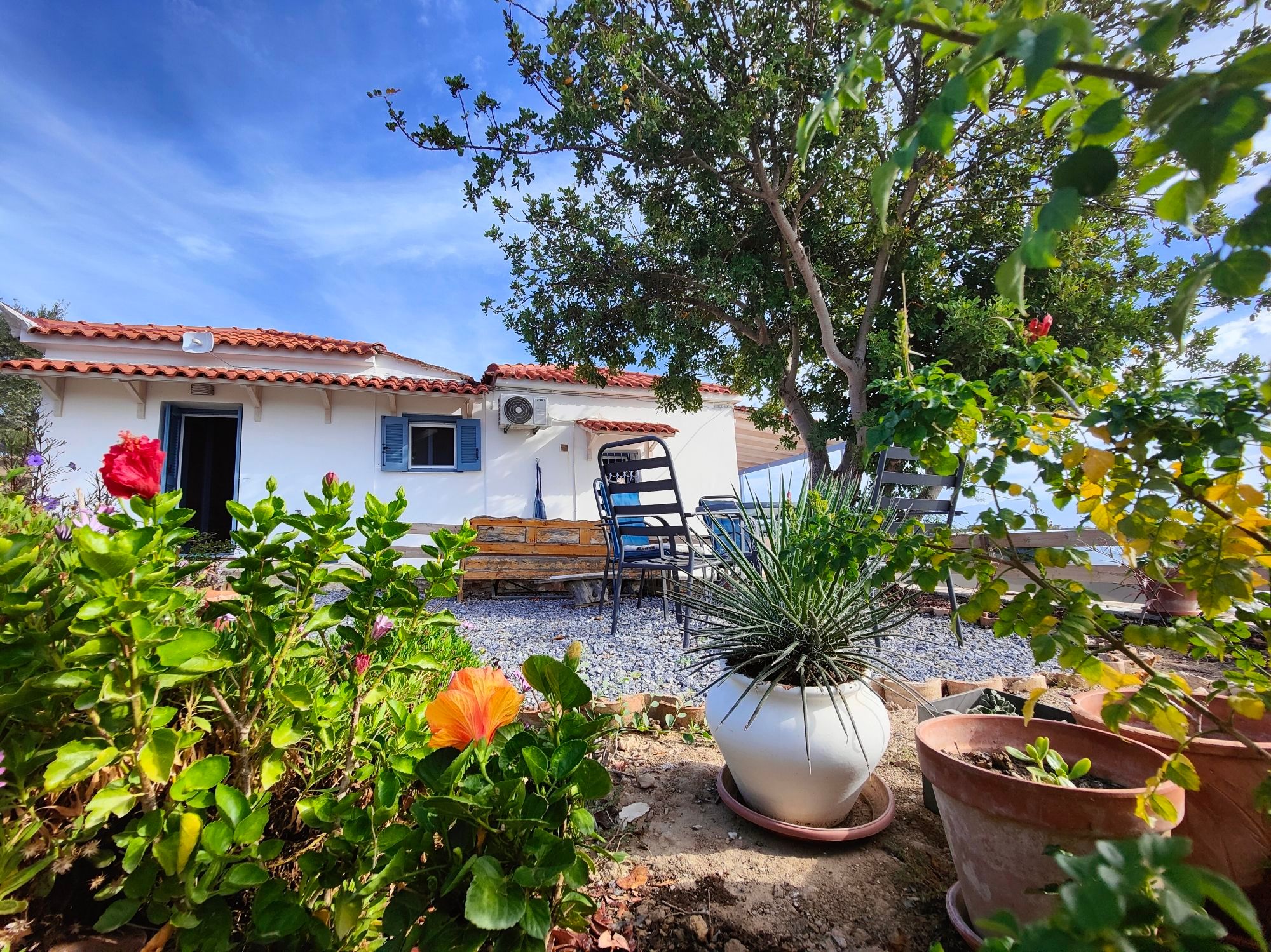 Greek garden, carob tree and house with hibiscus, red yucca and cape honeysuckle