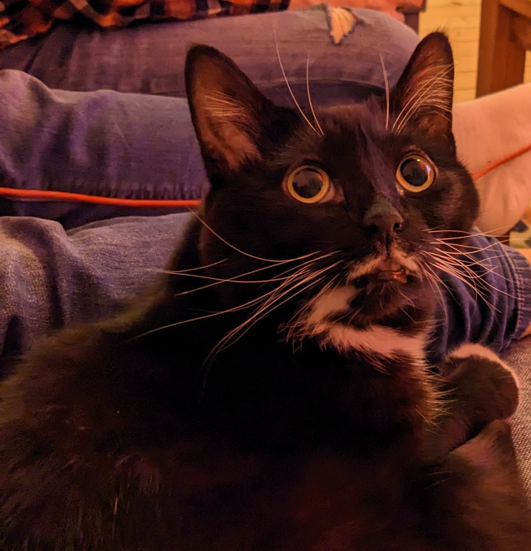 A tuxedo cat with a white moustache, bathed in red light, making a 😳 face about the fireworks outside