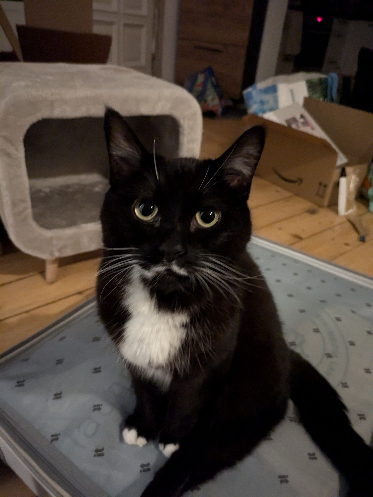 A tuxedo cat with a thin white moustache that trickles down his chest gazes forlornly into the camera from the top of half of an open suitcase. I have been gone for a week and he wants me to know how unacceptable it is