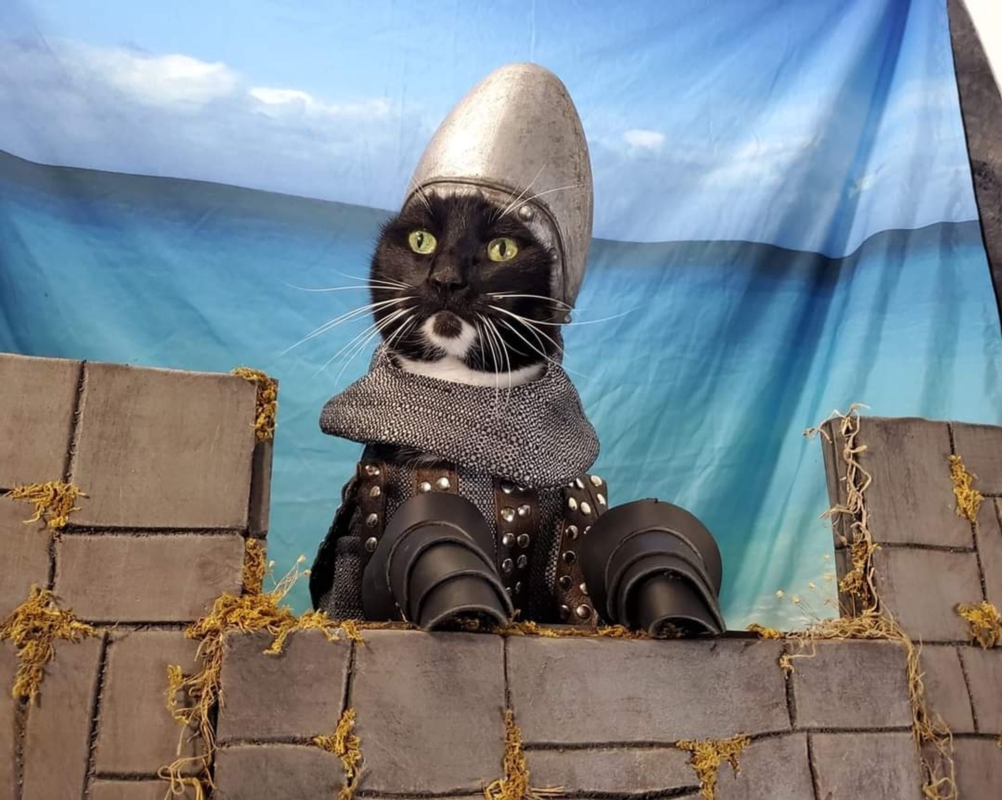 A cat dressed as the French taunting Knight from Monty Python and the Holy Grail