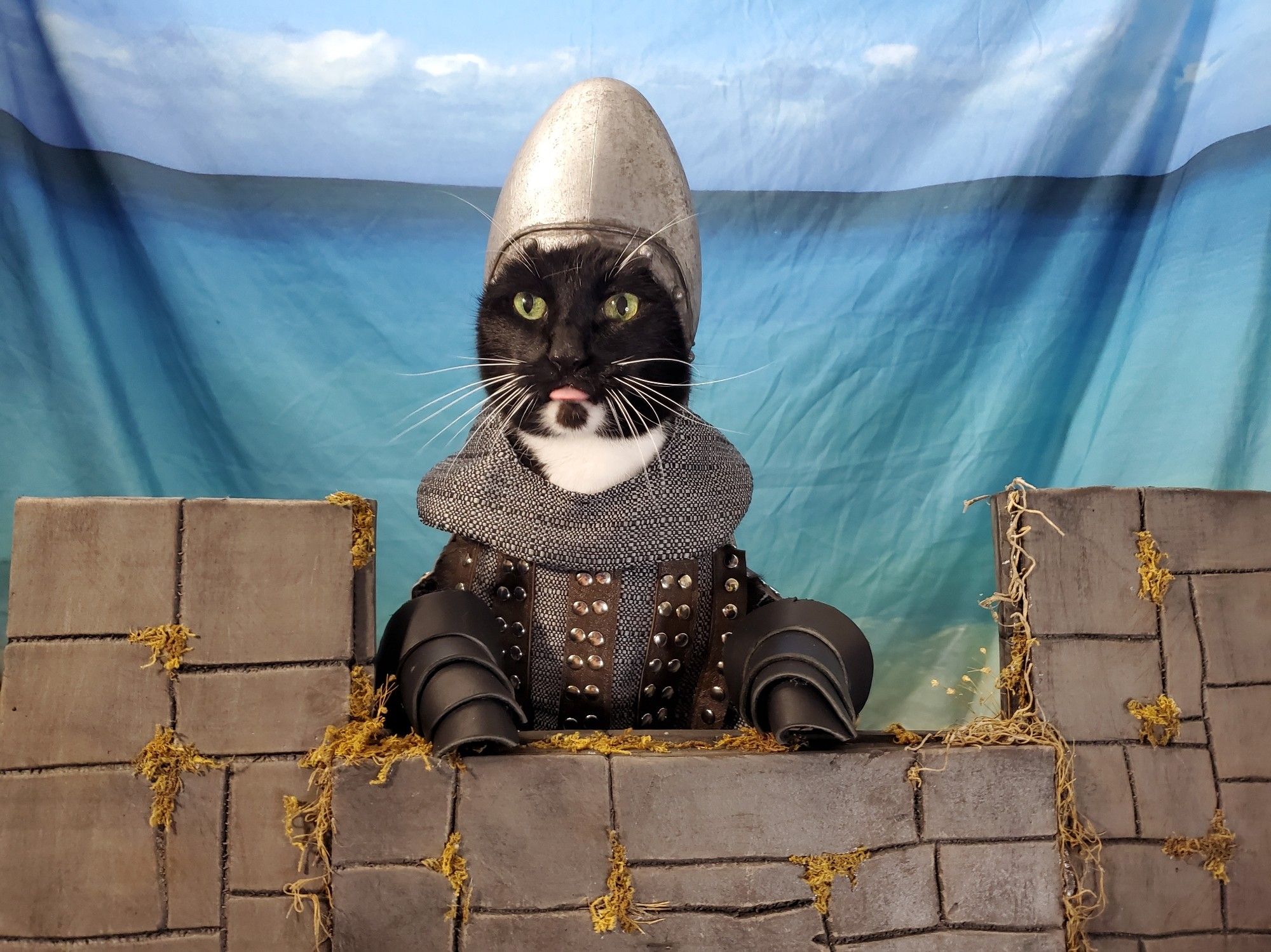 A cat sticking his tongue out is sitting behind a castle wall dressed as the French Knight from Monty Python and the Holy Grail