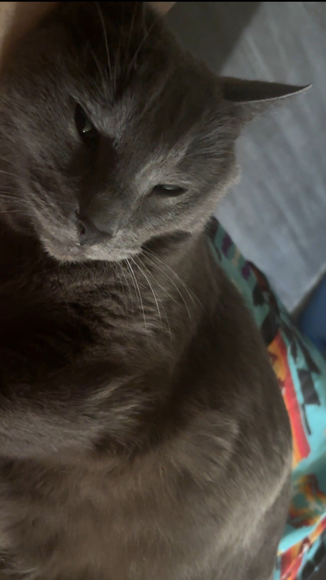 Sleepy smiling grey cat Pixie in his human's bed on an Indigenous-patterned multi-coloured sheet.