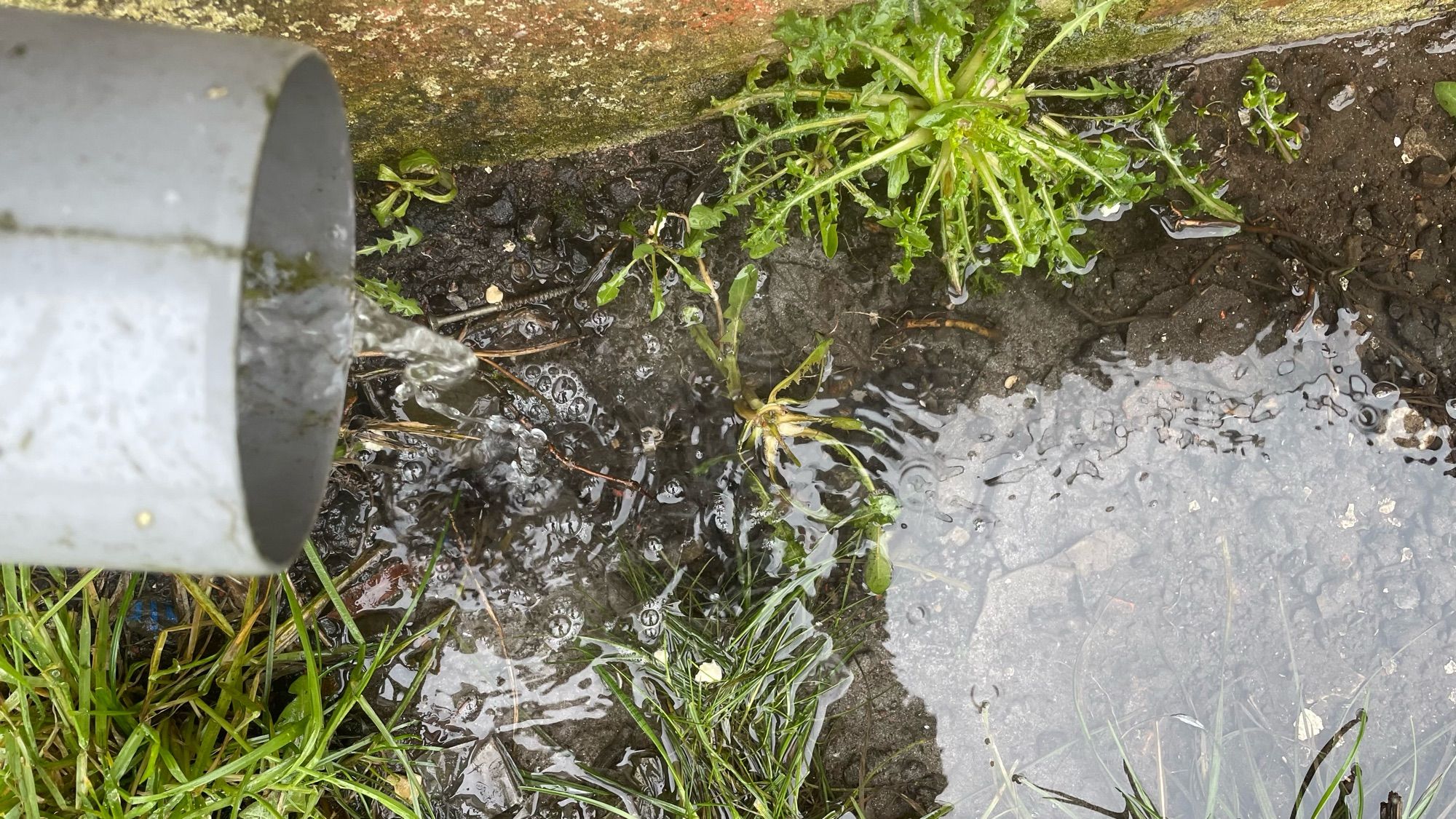 Een regenpijp maakt een plas water waar de planten lekker groen van worden.