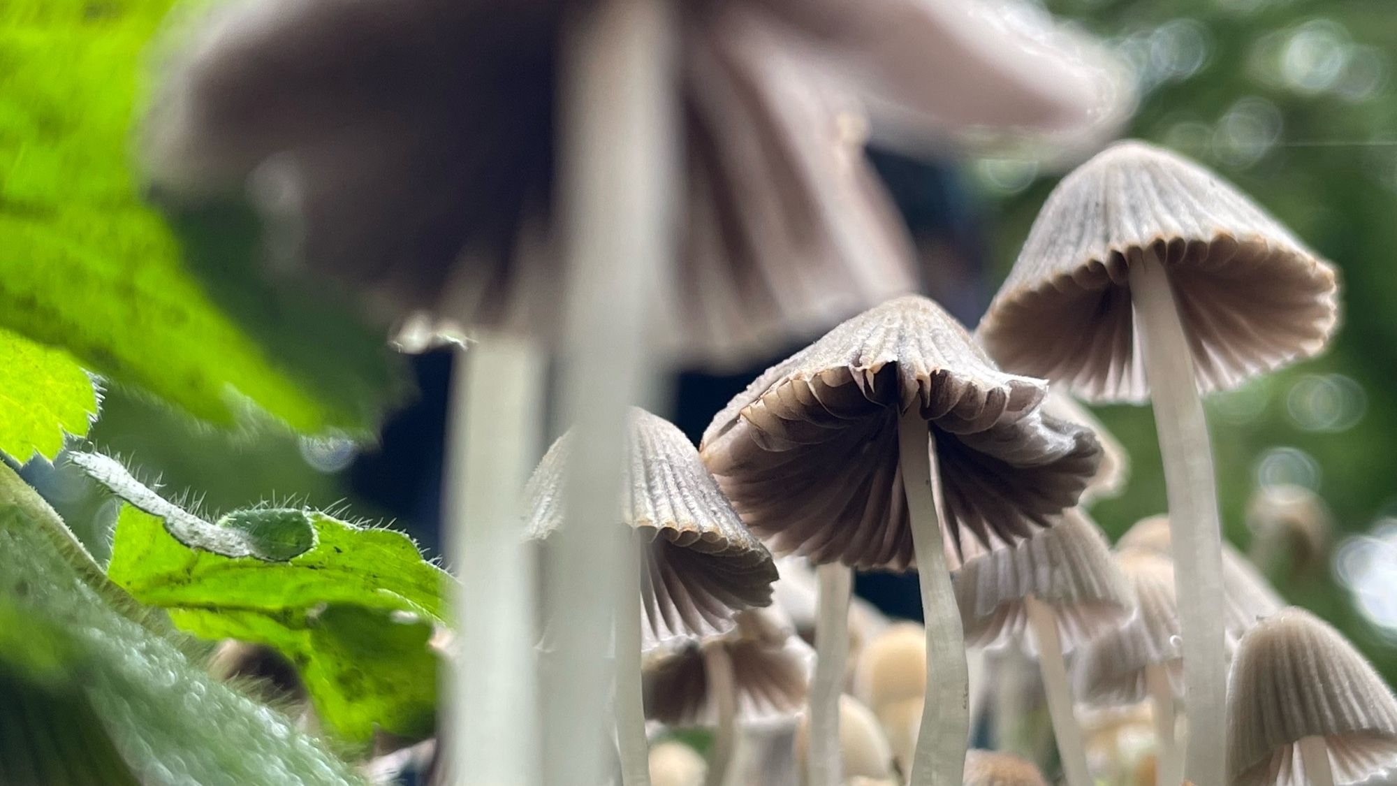 The image shows a close-up view of a cluster of small mushrooms growing in a natural setting. The mushrooms have thin, white stems and conical, ribbed caps that are a light brown or beige color. The perspective is from below, looking up at the mushrooms, which gives a sense of their delicate structure. In the background, there is a blurred view of green leaves, suggesting that the mushrooms are growing in a forest or garden environment. The lighting is soft, highlighting the texture of the mushroom caps and the fine details of the surrounding foliage.