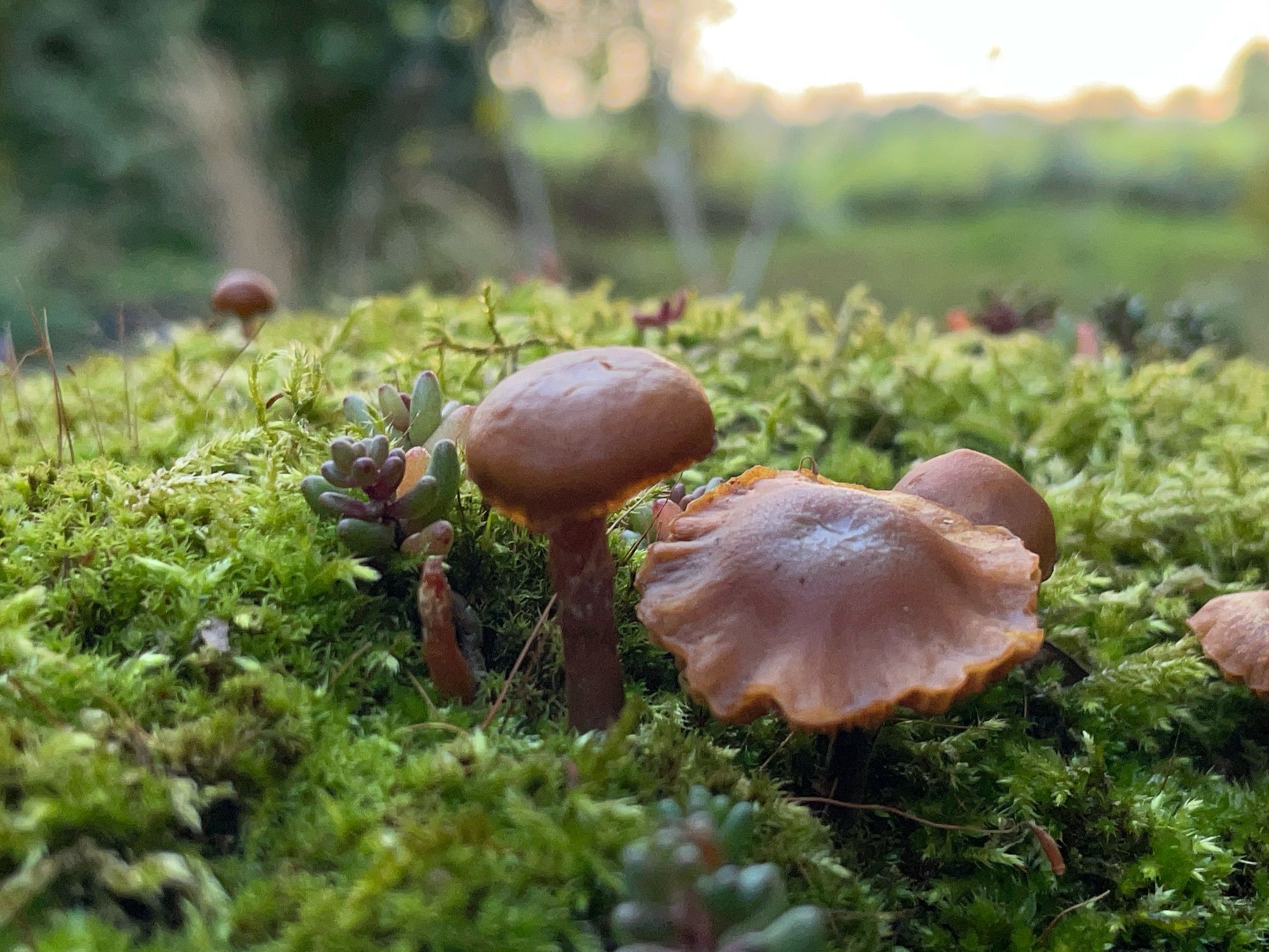 The image shows a close-up view of a small cluster of brown mushrooms growing on a bed of vibrant green moss. The mushrooms have smooth, rounded caps, and one of them has a slightly wavy edge. The scene is set in a natural environment, with a blurred background that suggests a forest or wooded area. The lighting is soft, giving the image a serene and earthy feel.