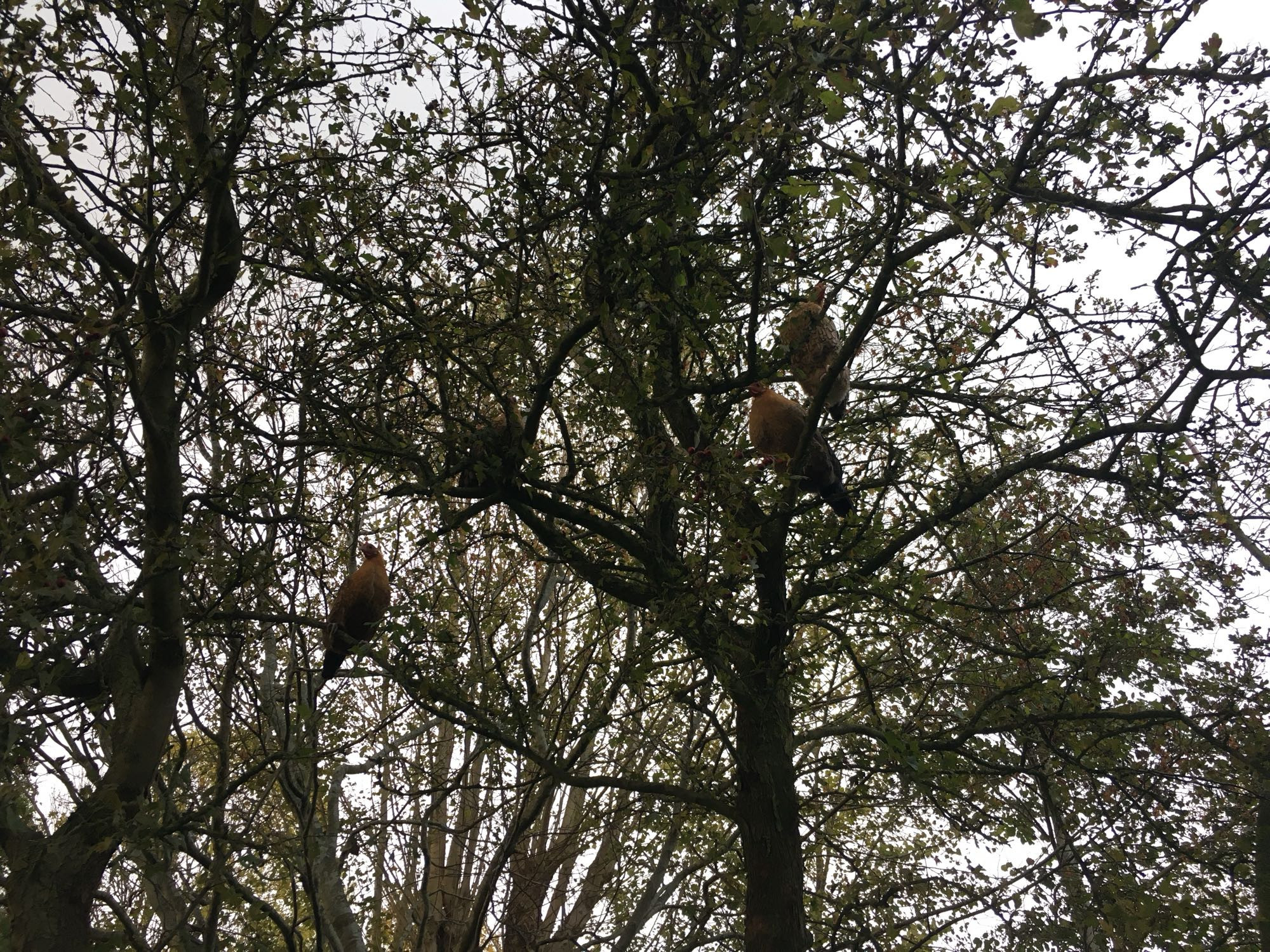 The image shows a tree with dense branches and leaves. Among the branches, there are several chickens perched. The chickens are mostly brown and blend in somewhat with the tree, making them a bit difficult to spot at first glance. The sky in the background is overcast, giving the scene a somewhat dim lighting.