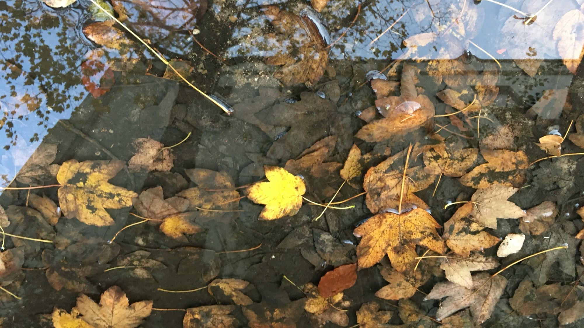 Afgevallen bladeren in een plas water in de stad waarin het gebouw dat er naast staat weerspiegeld is.