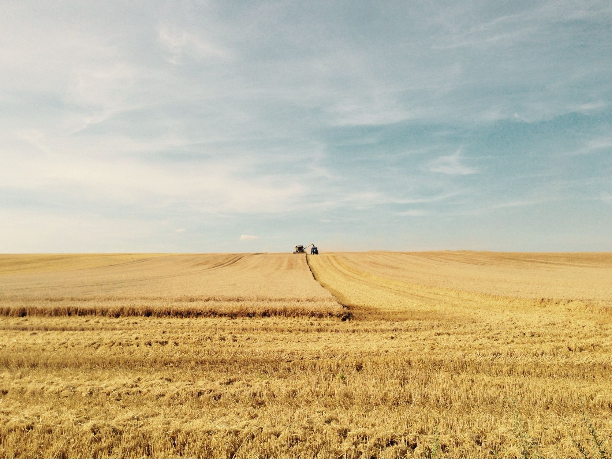 The image shows a vast, open field of golden wheat under a clear blue sky. In the distance, near the horizon, there is a combine harvester working its way through the field, creating a path as it harvests the wheat. The sky is mostly clear with a few wispy clouds, and the overall scene conveys a sense of tranquility and the expanse of rural farmland.