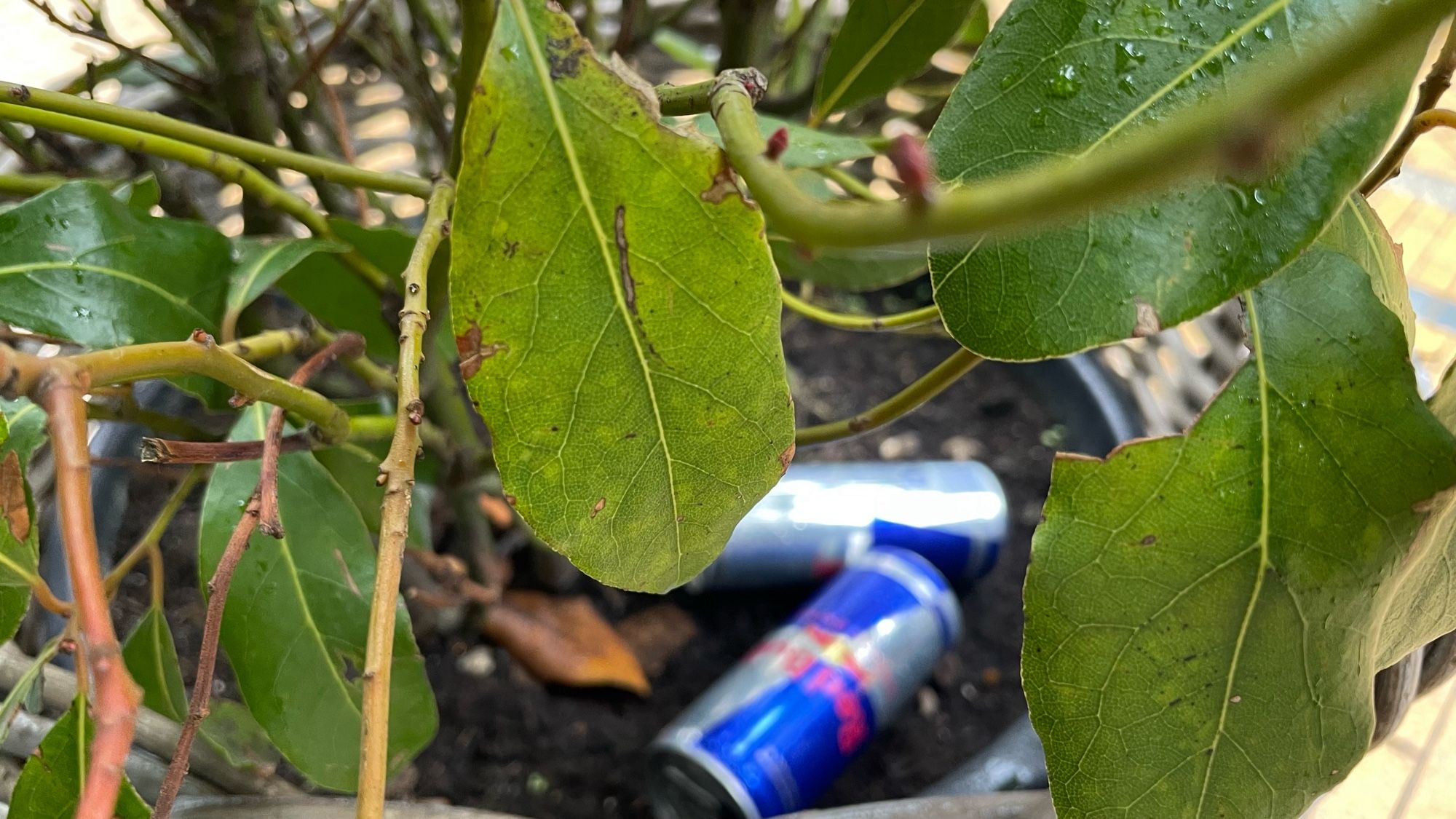 Een plantenbak in een straat in de stad Groningen die ook dienst doet als blikvanger.