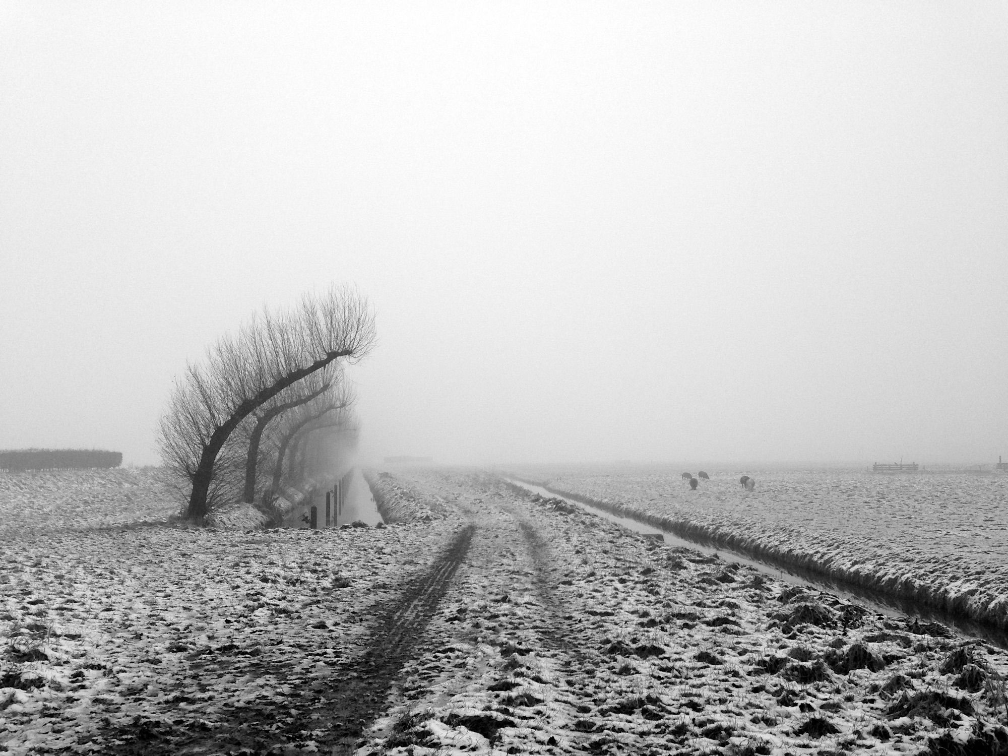 Foggy Path. Sneeuwlandschap met kromgwaaide bomen. Schapen in de verte.