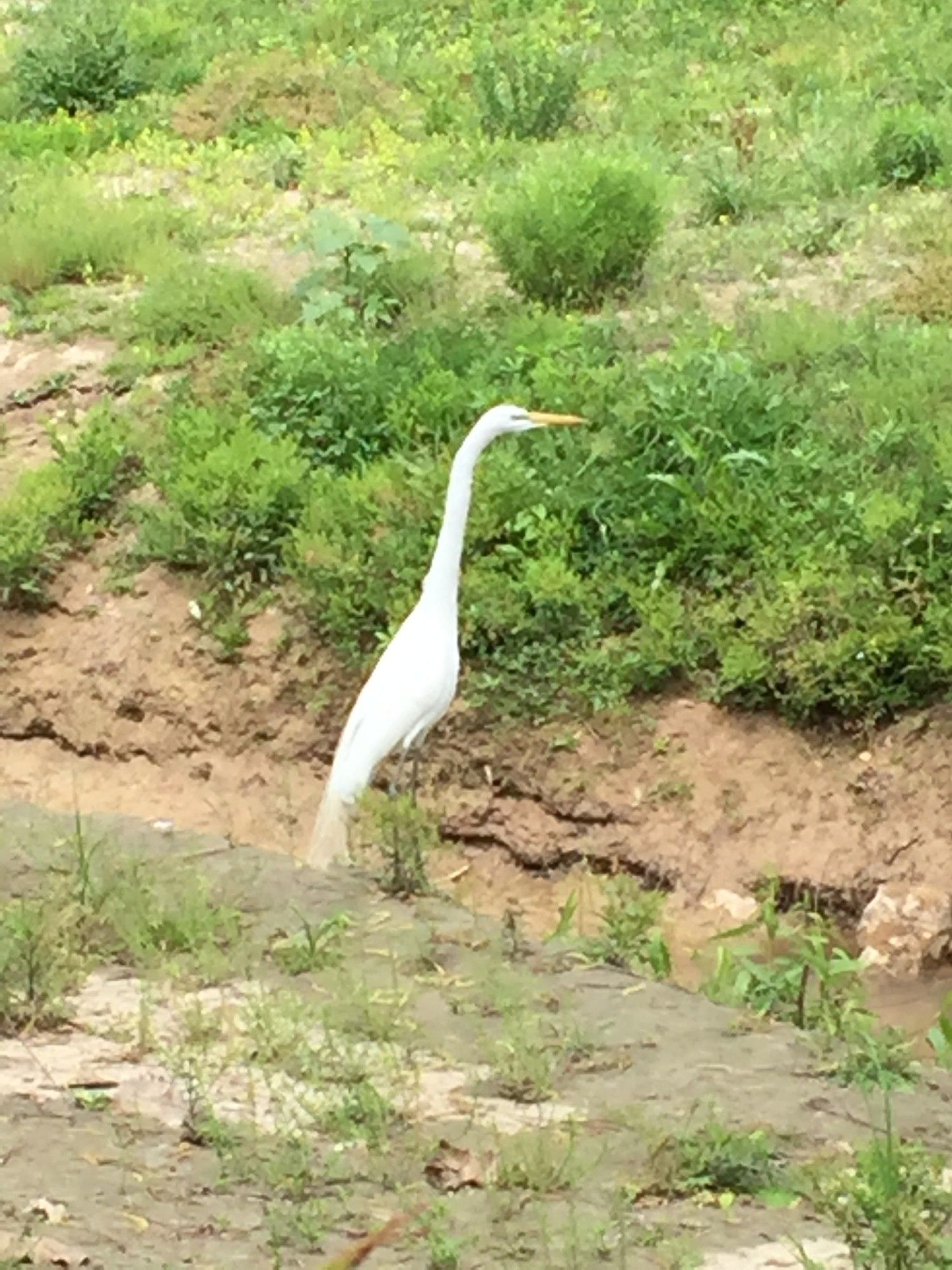 A tall Great Egret standing at the edge of Buffalo Bayou. Its body is pristine white and its bill is yellow. Its tail is a little muddy.