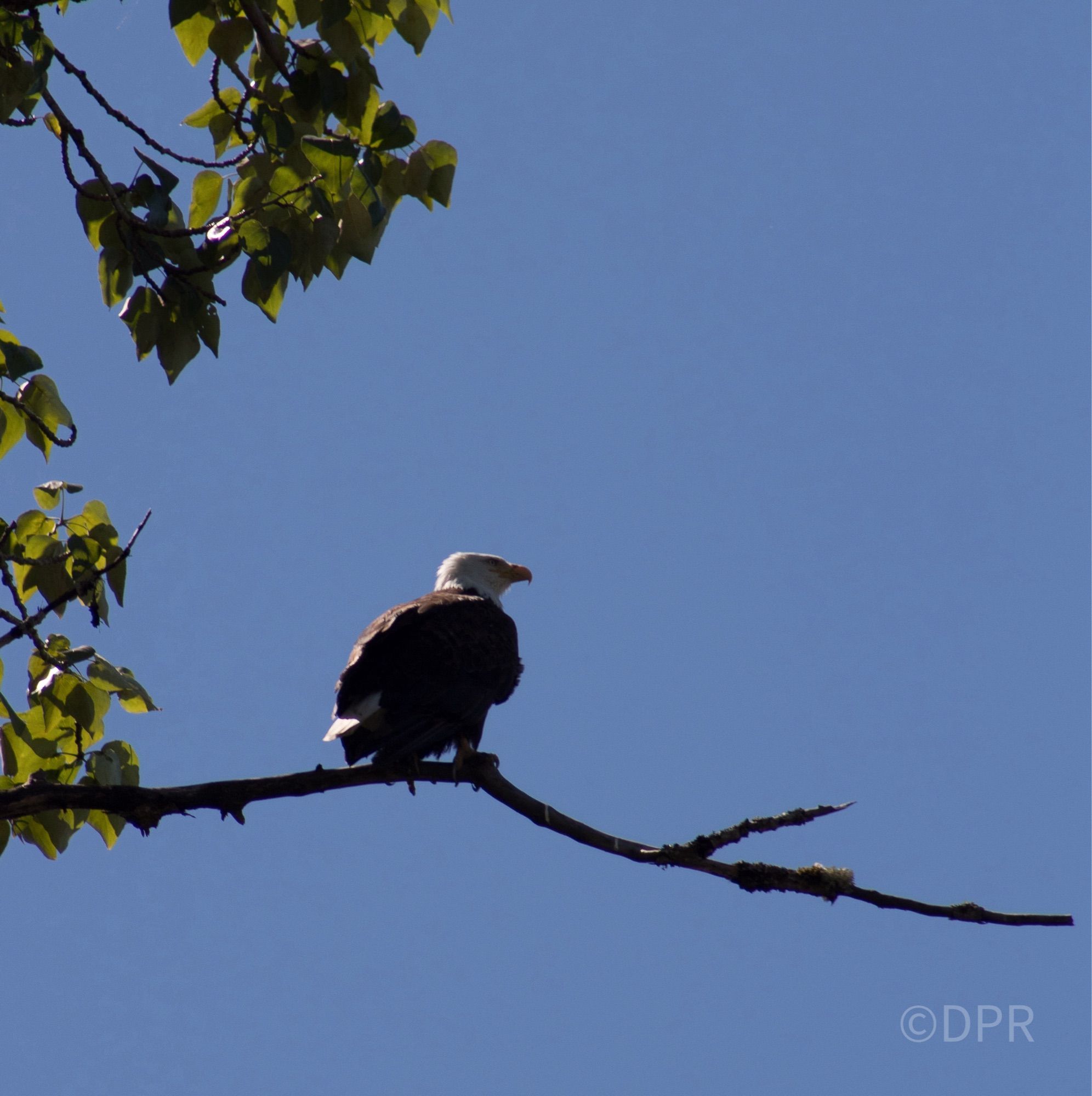 Bald Eagle perched high on a branch against a bright blue sky at Nisqually Refuge.