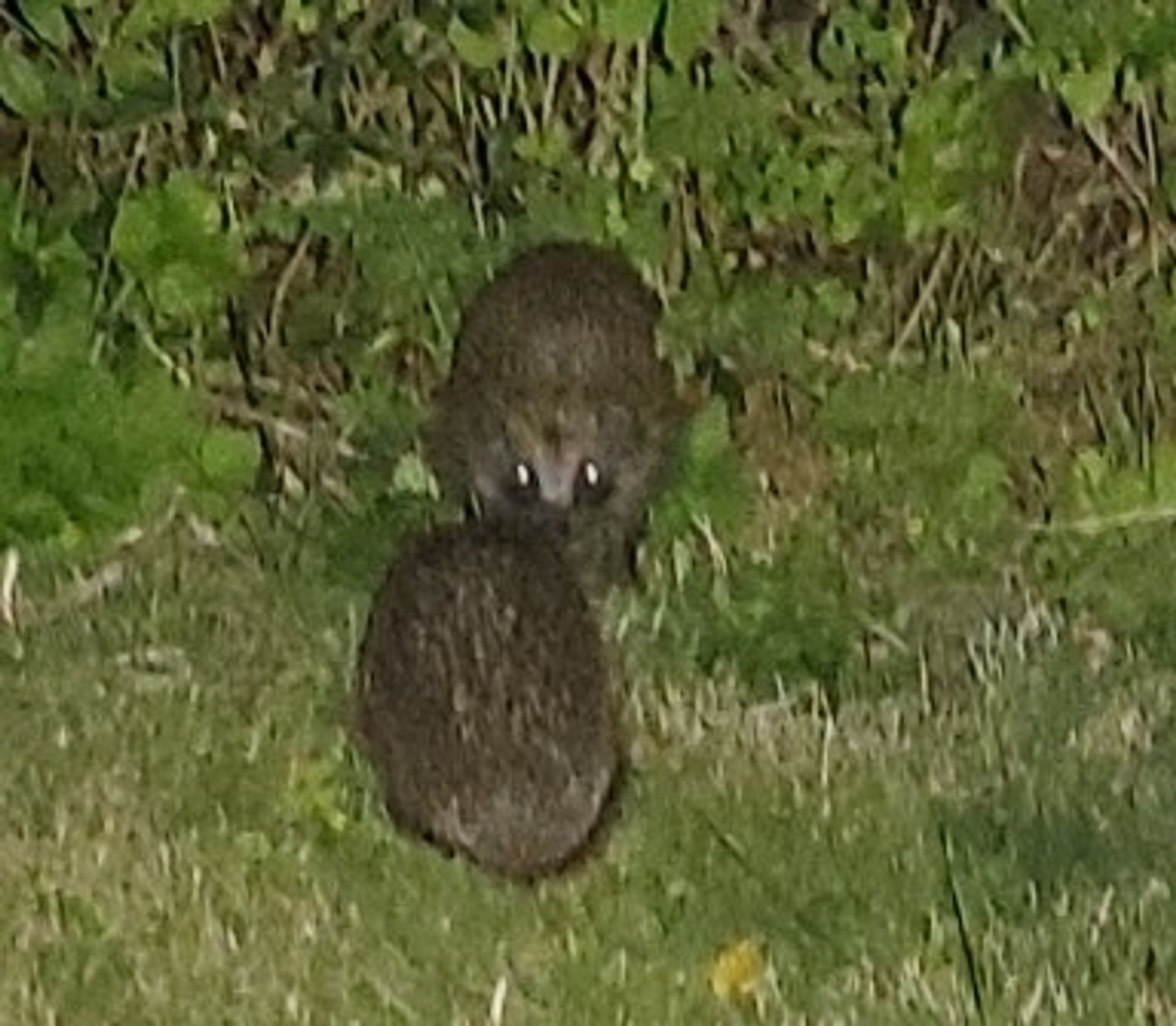 Zwei Igel, die sich neugierig angucken.