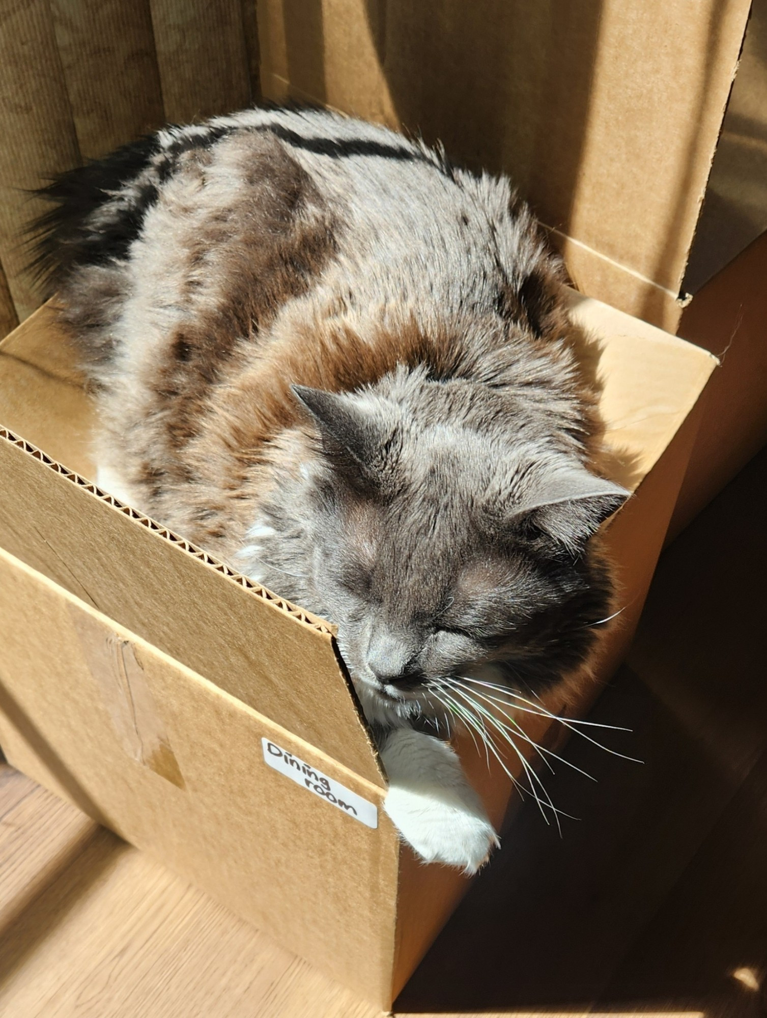 A grey and white cat lying atop a box in the sun.