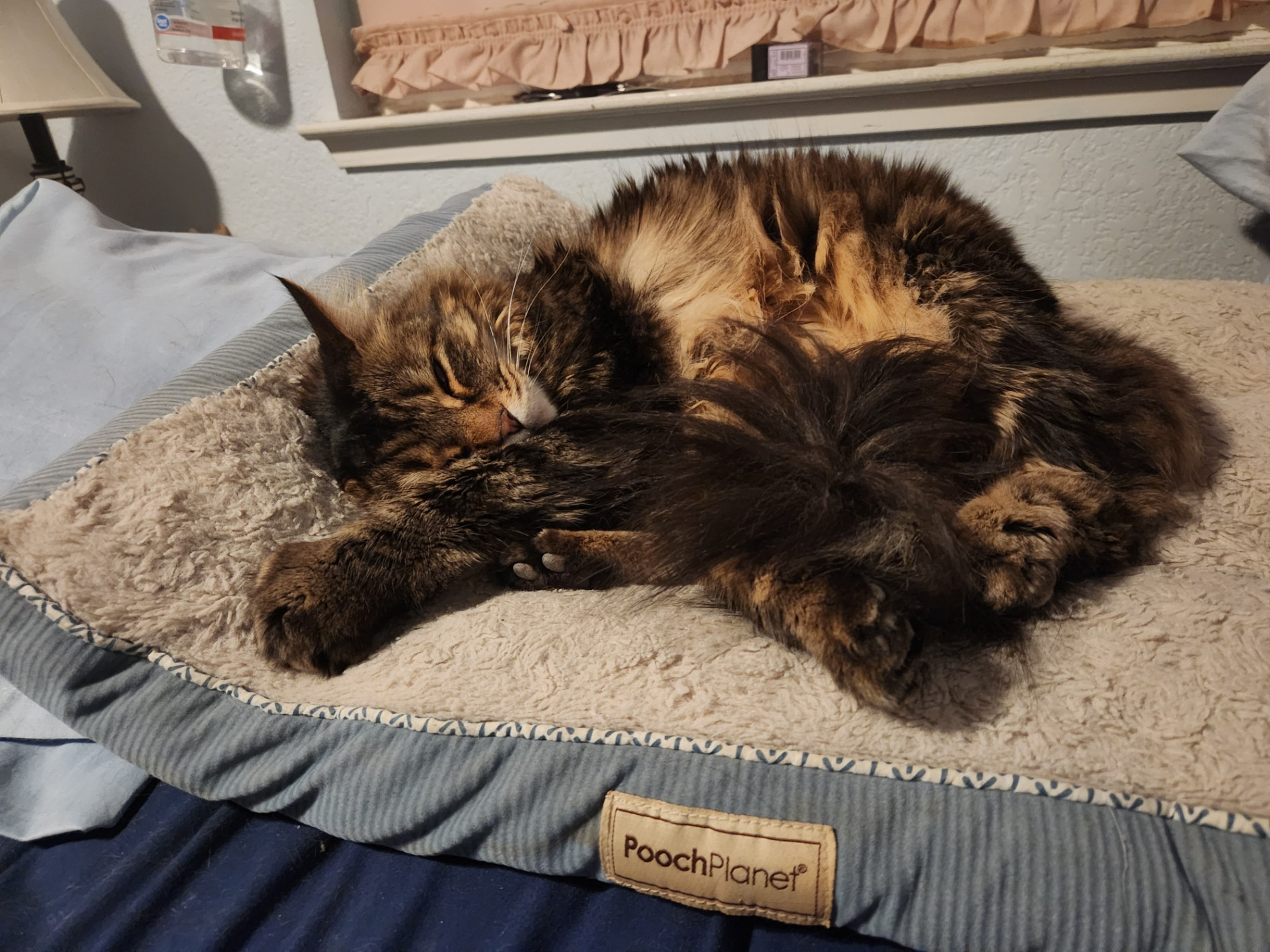 A brown and tan tabby cat asleep on a kitty bed.