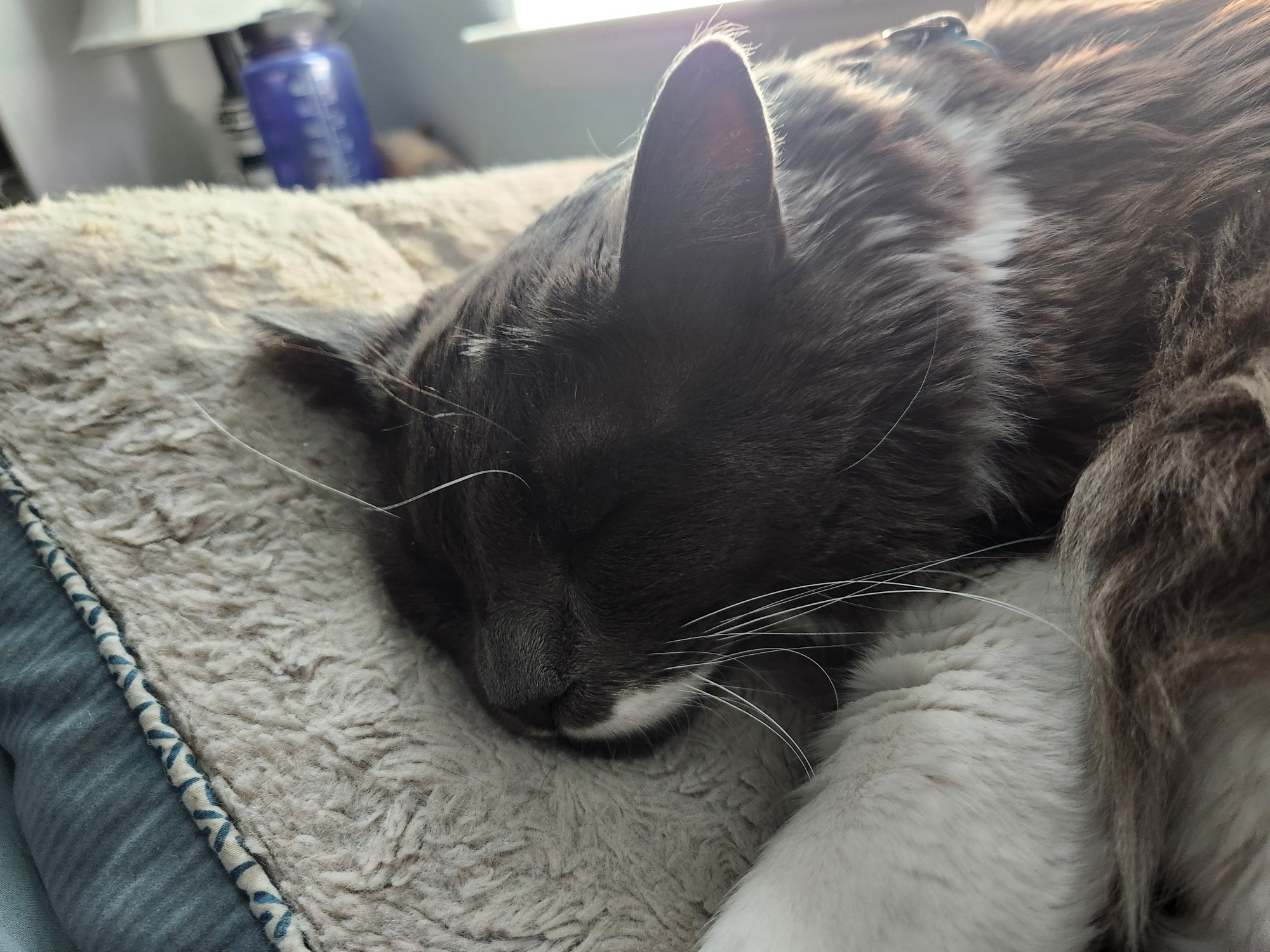 A grey and white cat with a white mustache asleep on a cat bed.