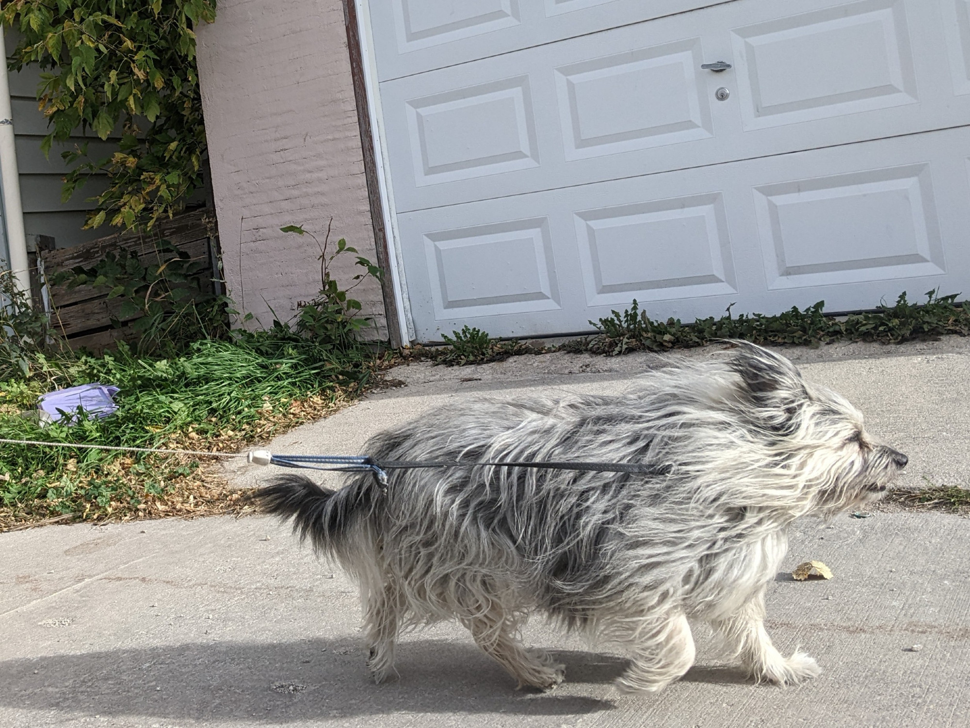 Silver dog with dark points, Corgi shaped but upholstered like an English sheepdog, fur streaming in the wind