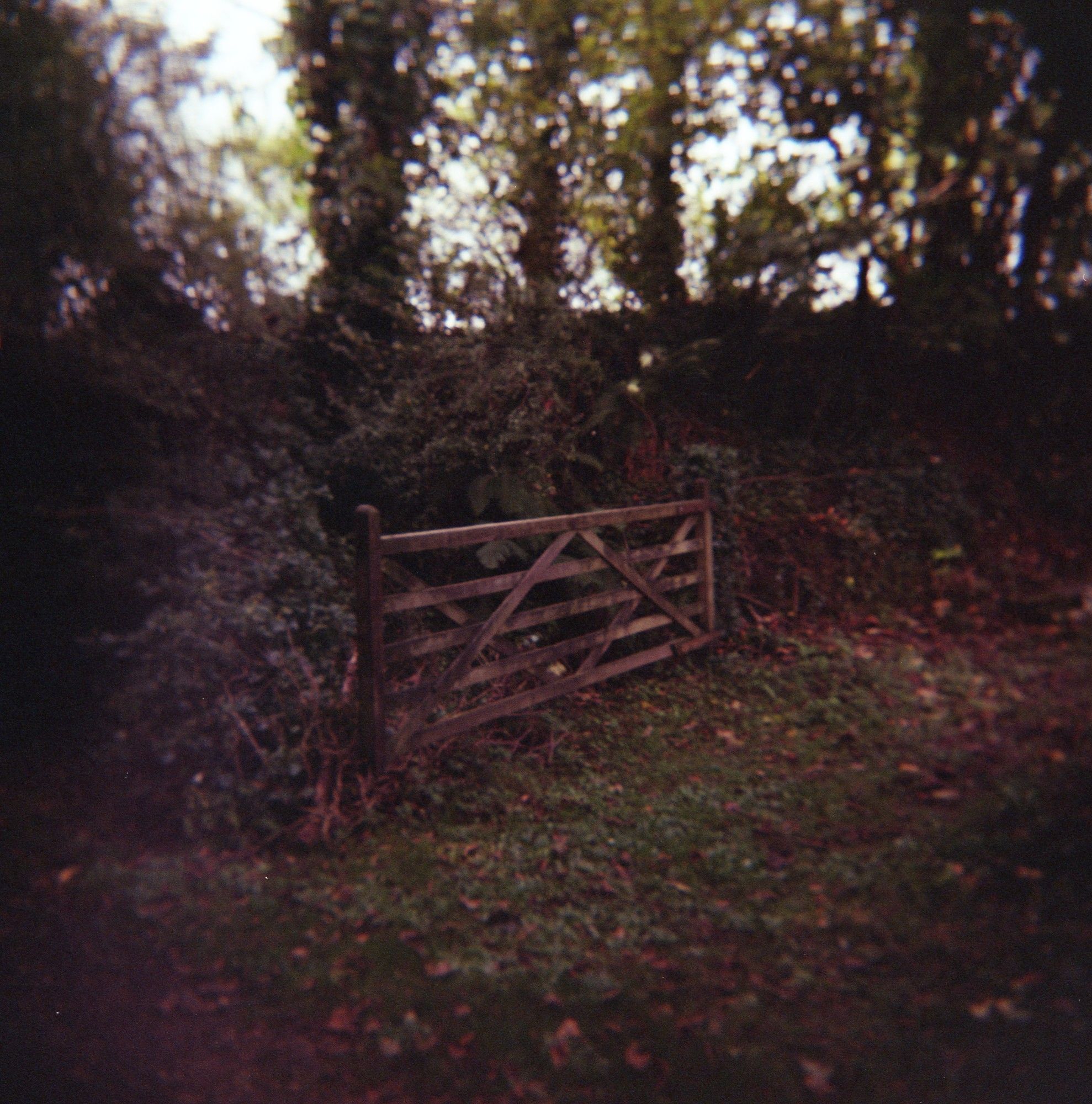 A colour photo of a wooden field gate.