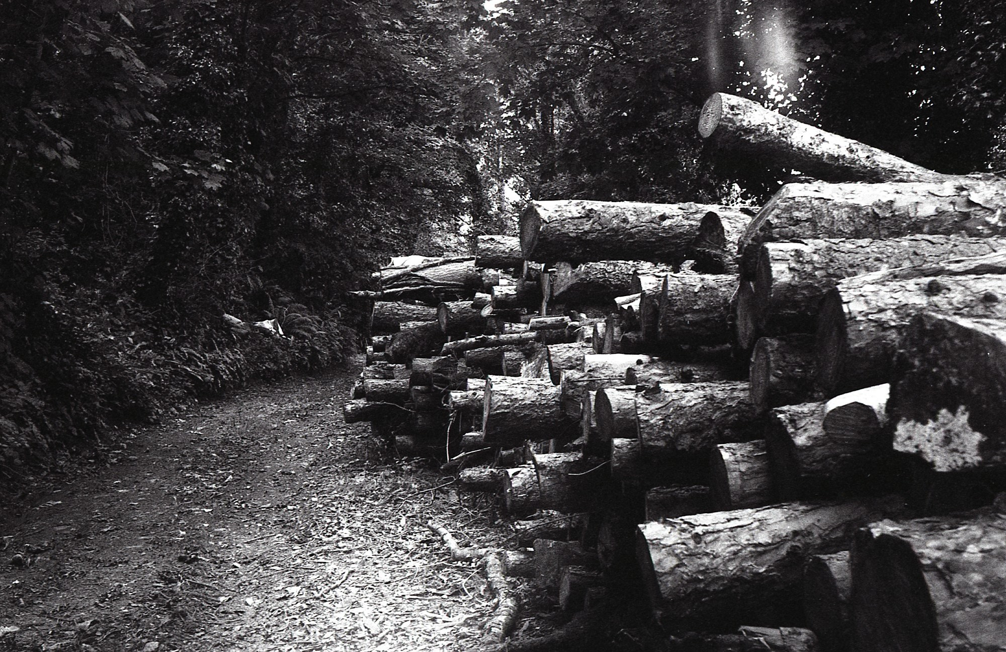 A black and white photo of a large pile of logs in a forest