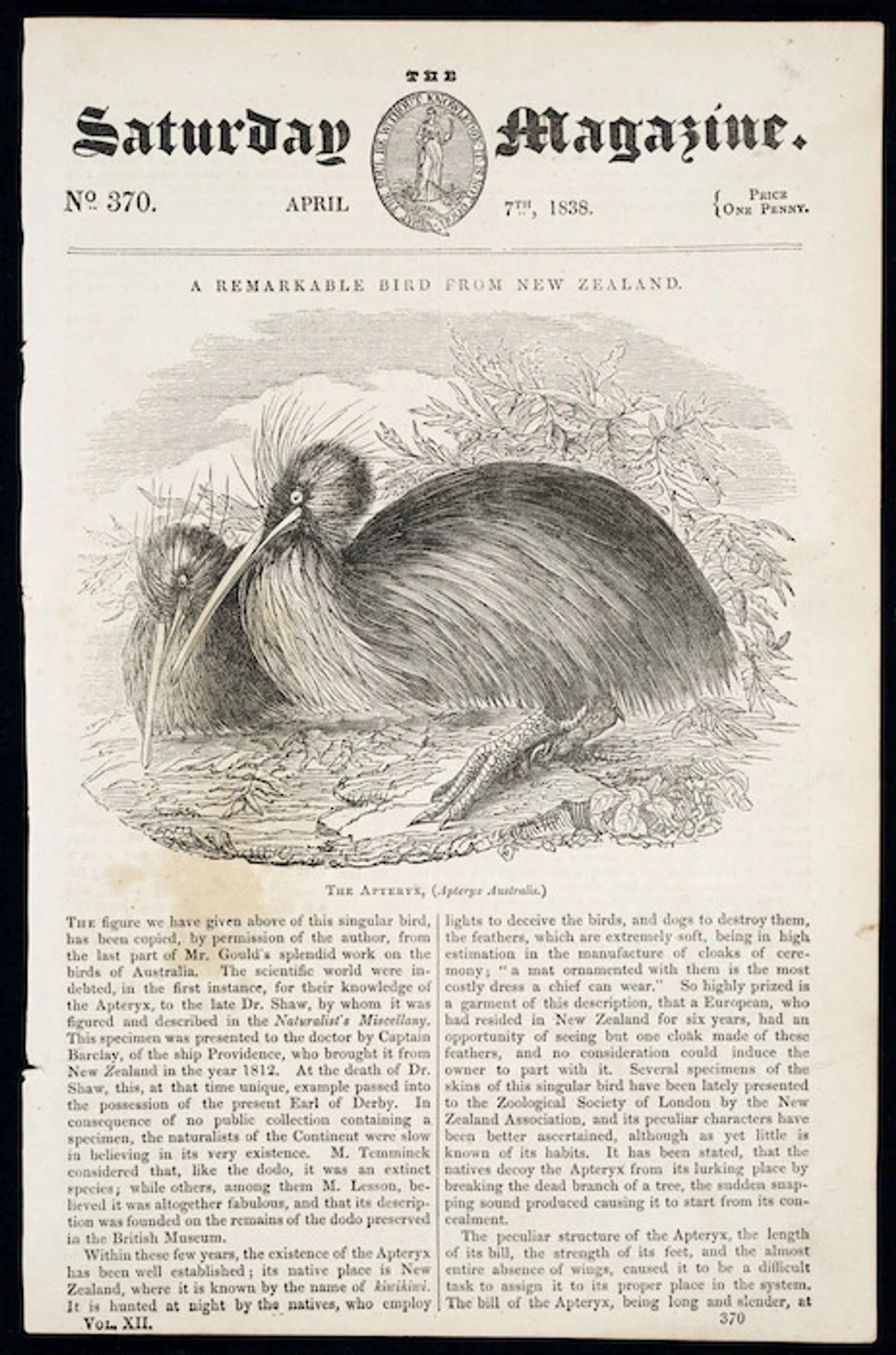 An adorable engraving of two kiwi, and a description of how they were hunted by Māori.