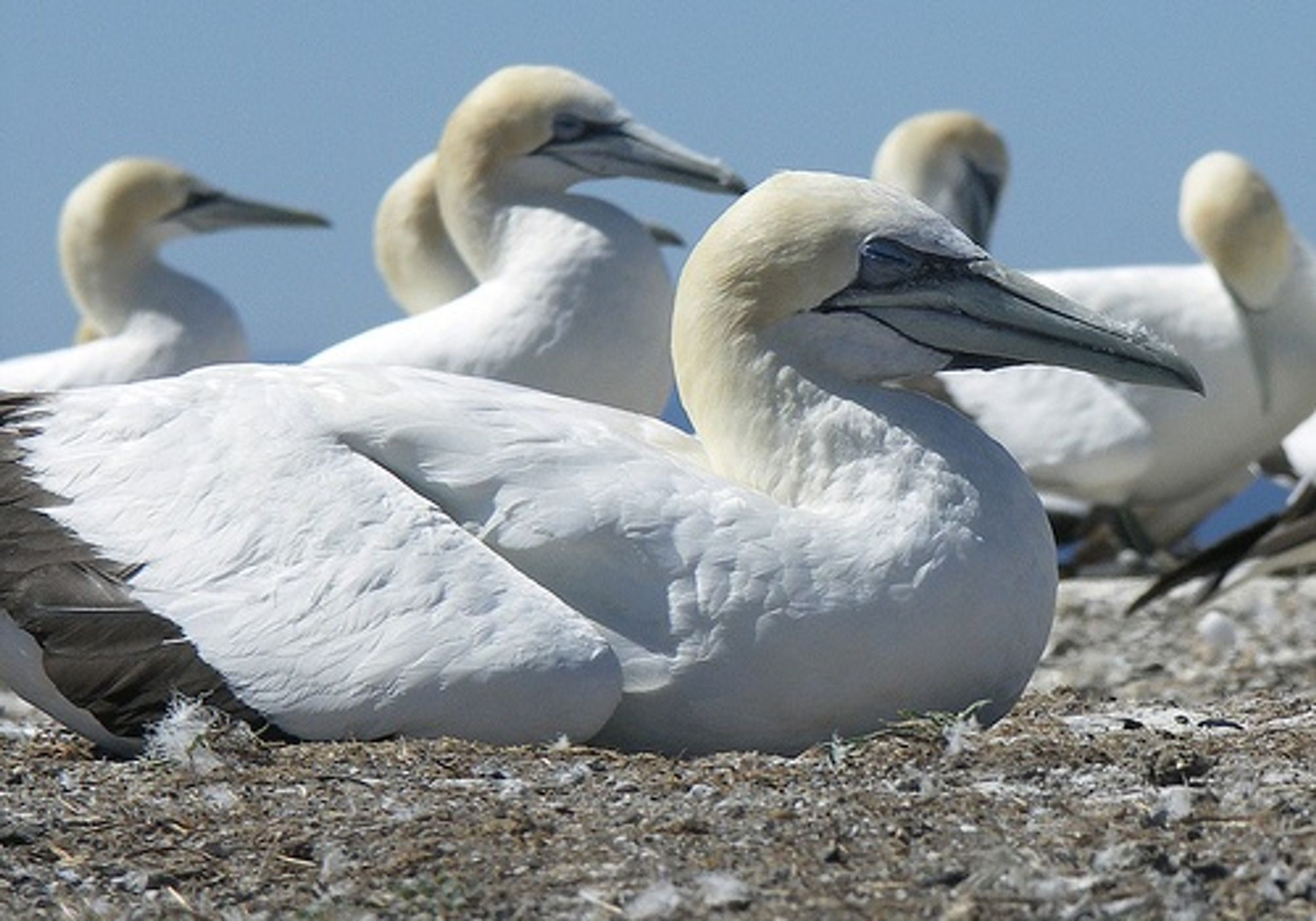 gannets just chillin