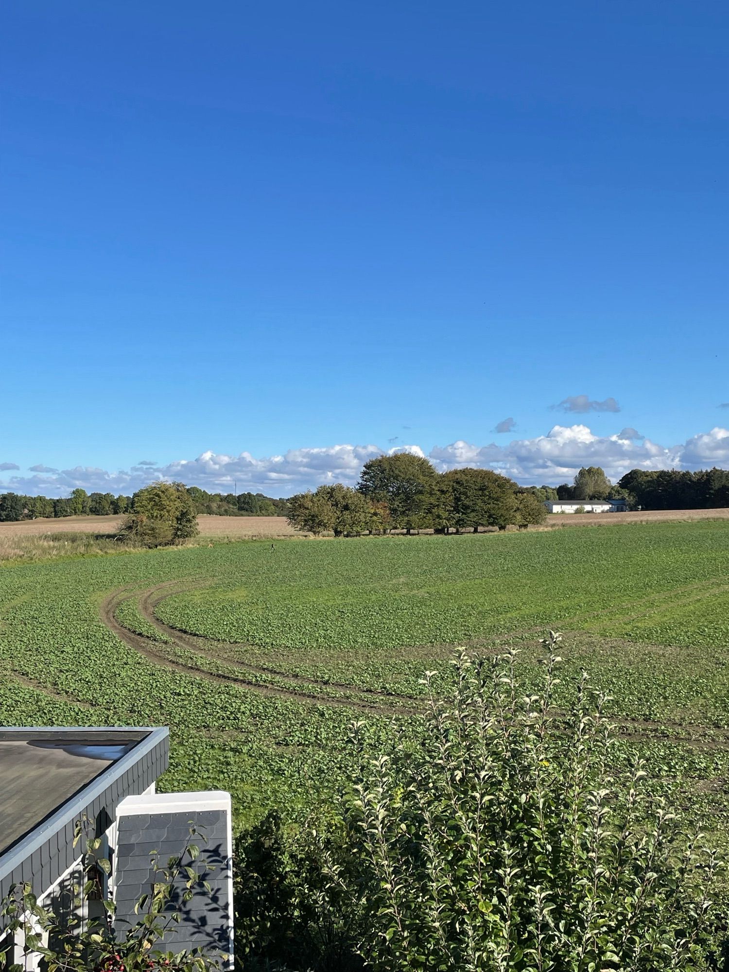 Blick auf ein Feld auf dem Raps austreibt und blauer Himmel.