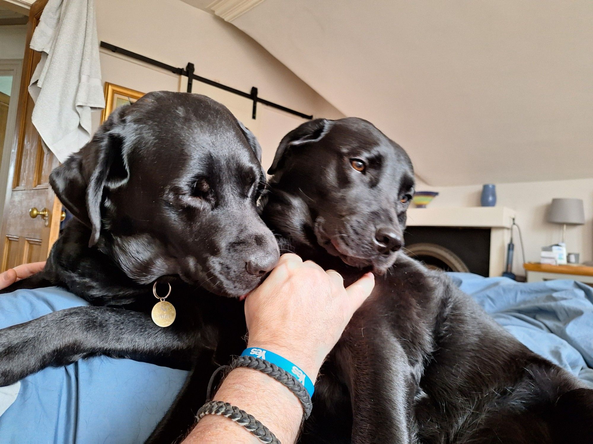 2 black Labradors perched on a human being lying in bed.