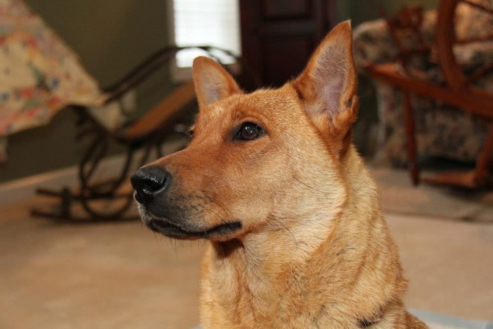 The best girl, Willow, captured looking at her favorite person in the world, her dad.   She has beautiful red/gold fur and the softest brown eyes