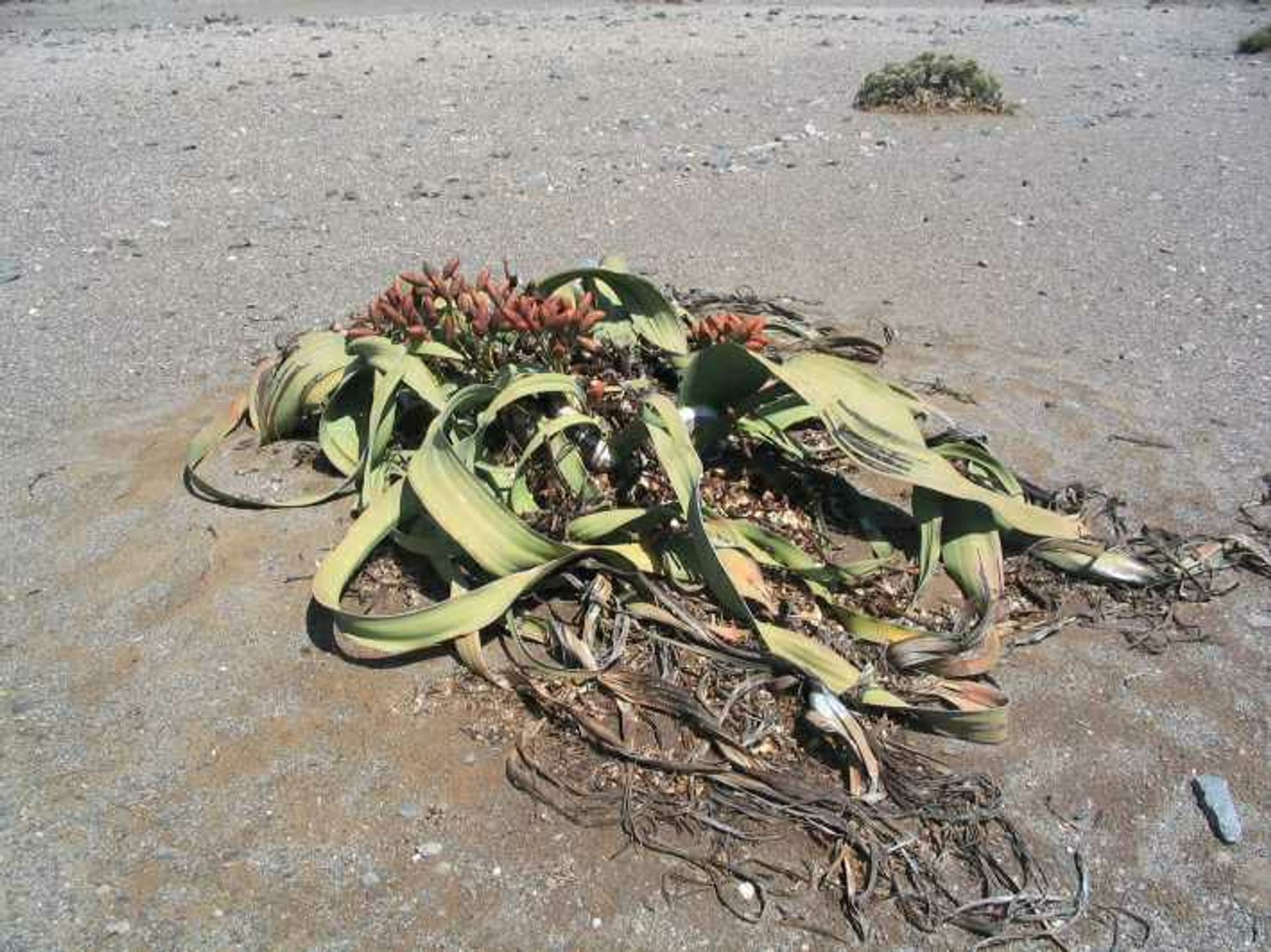 Welwitschia is a flat gymnosperm plants with two enormous leaves frayed into pieces by wind and some cones sticking out of the middle. Looks like a beached jellyfish