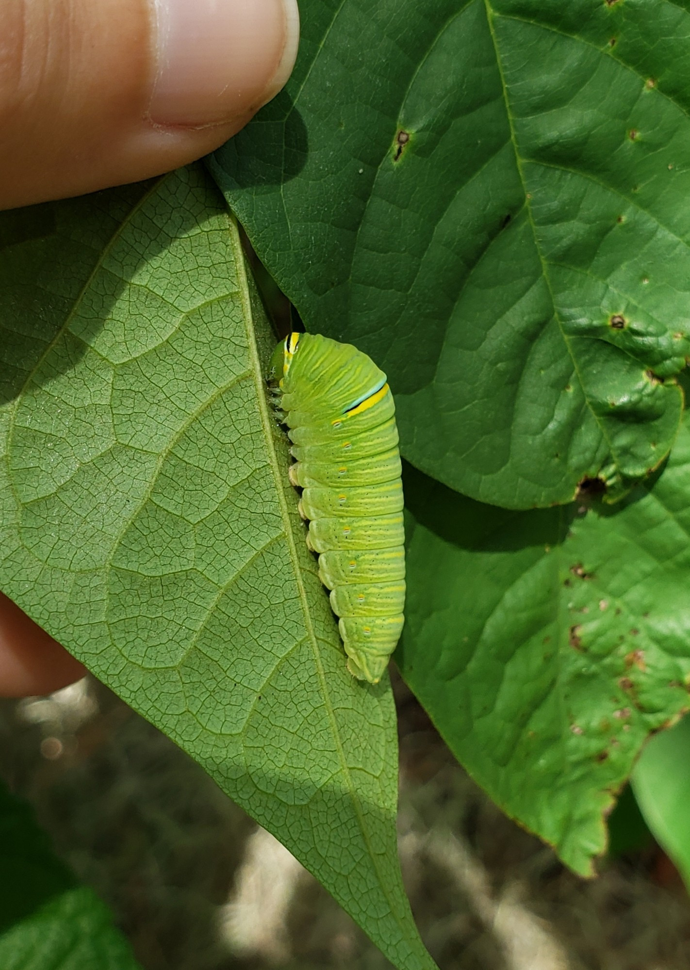 Zebra swallowtail caterpillar is mostly green with black, blue, and yellow stripes on his back