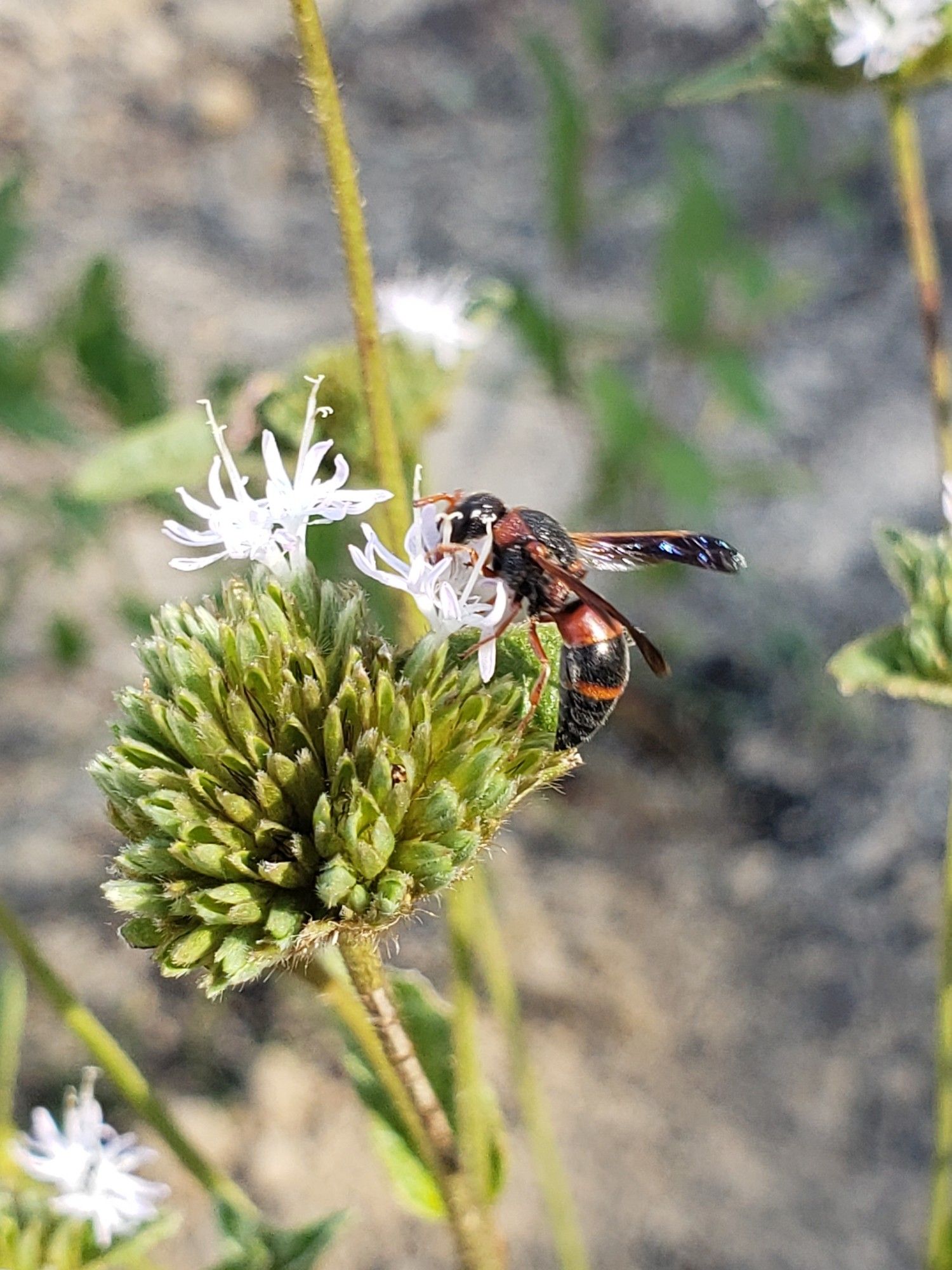 Same plant as previous, with a red and black wasp feeding on the blooms