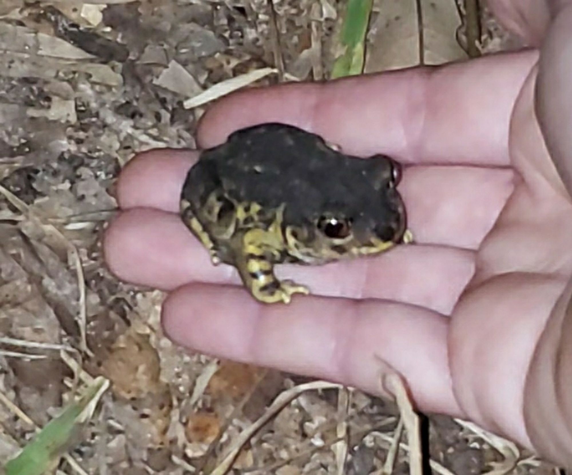 Spadefoot toad is dark grey above with a yellow underside and large eyes with brown irises