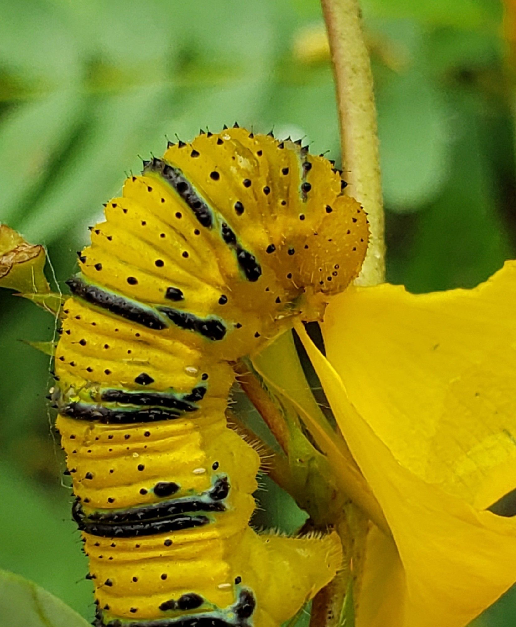 Close up of one of the caterpillars, which is mostly yellow with dark green stripes and spots