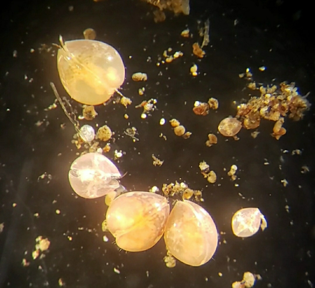 several ostracods under microscope. They are various sizes and shaped vaguely like peaches