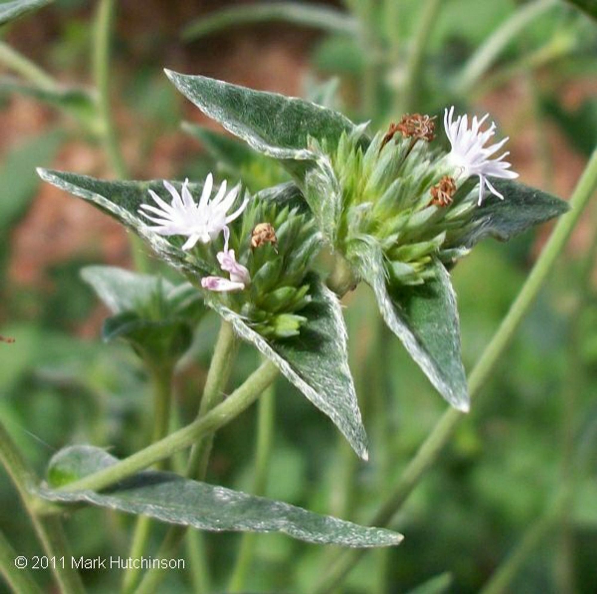 Photo by Mark Hutchison of Elephantopus elatus flower head, a triangular structure with three leaves and small lavender flowers in the center