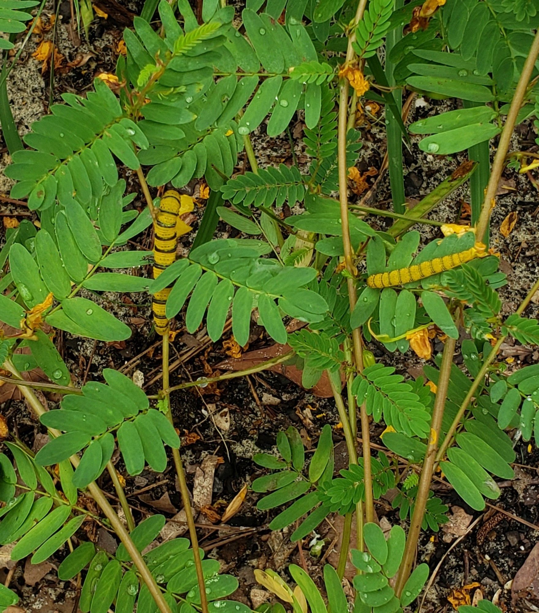 Partridge pea plants with pinnate compound leaves and two striped yellow caterpillars