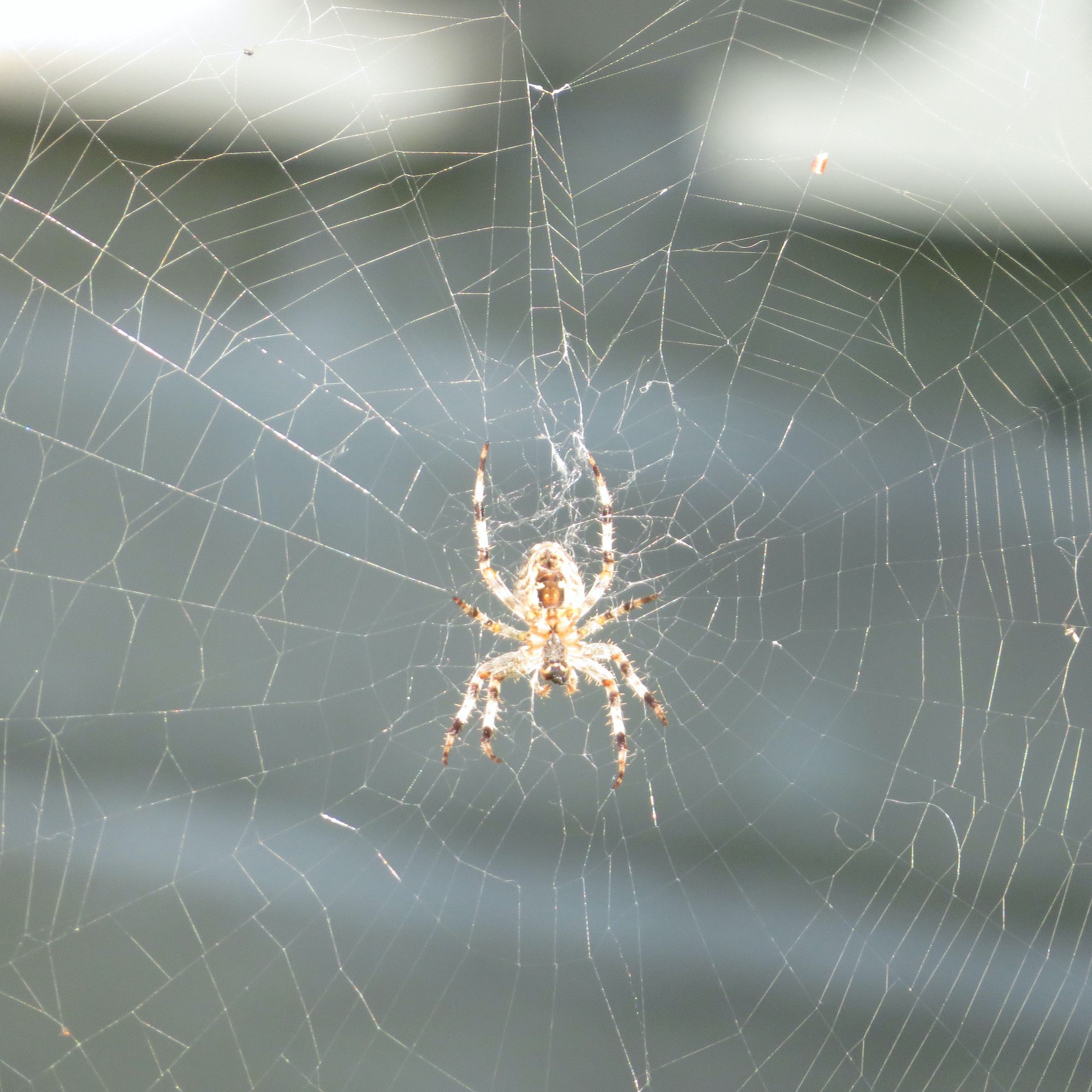 Orb spider spinning web.