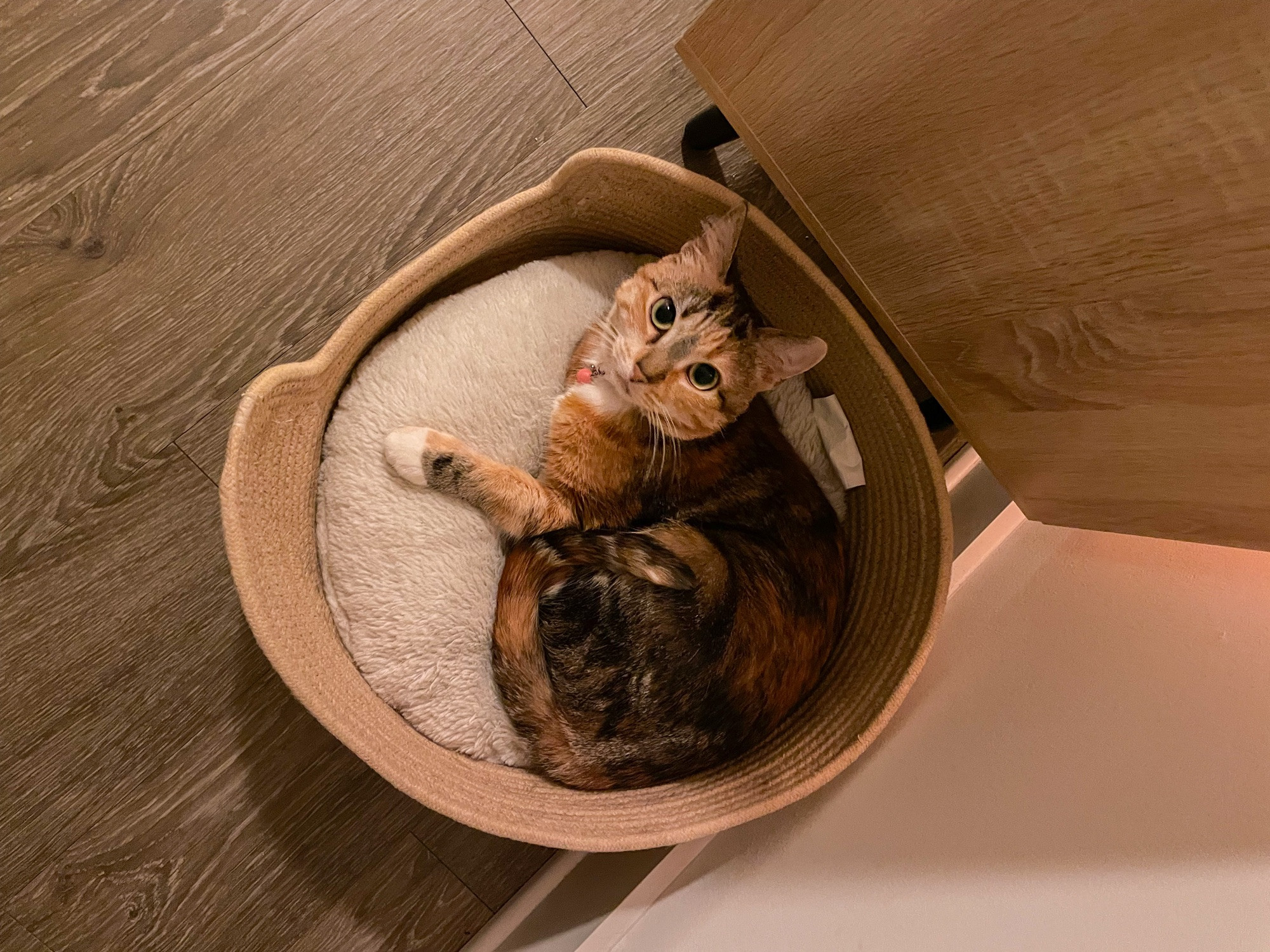 Adora, Jules’ female calico/tortoise shell mixed cat (brown/orange base coat, white chest mittens and face patch, and black/grey splotches) laying in a rattan cat bed with a cream pillow