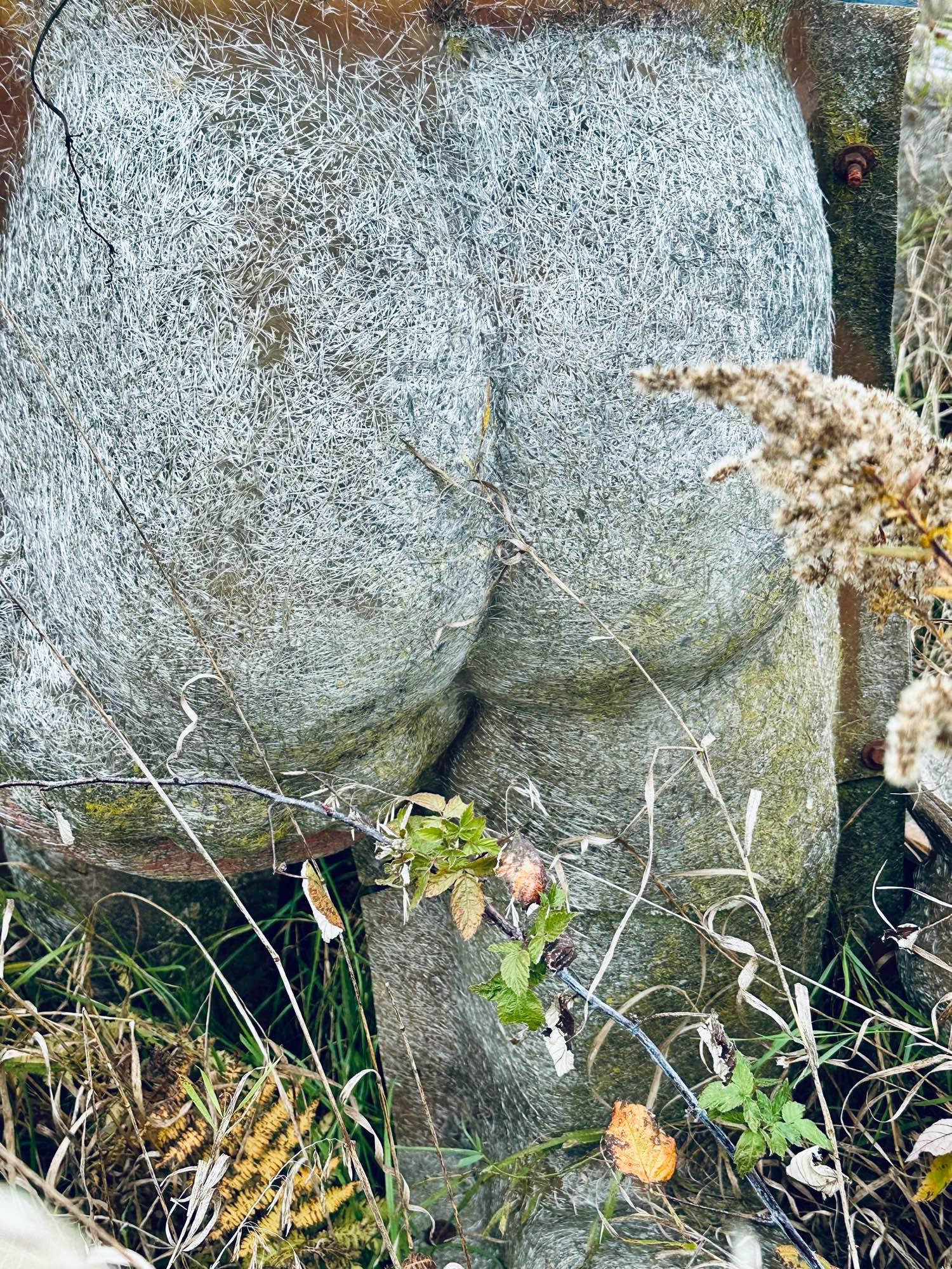 Photo of a old grey falling apart fiber glass human buttocks 
With grass over growing around it 