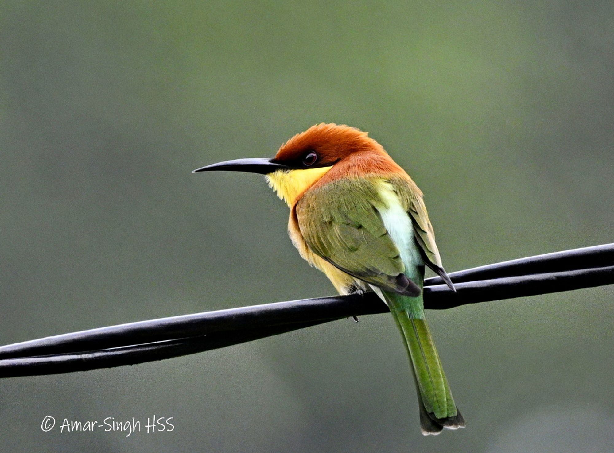 Multicolored with chestnut head and yellow breast and a long sharp beak.