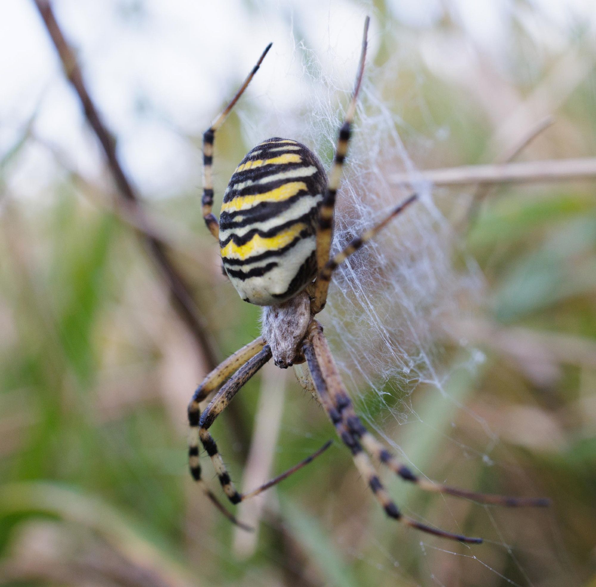 Photo of a large specimen of Wasp Spider (Argiope bruennichi) on its web. Taken in Ore mountains of the Northern Bohemia.