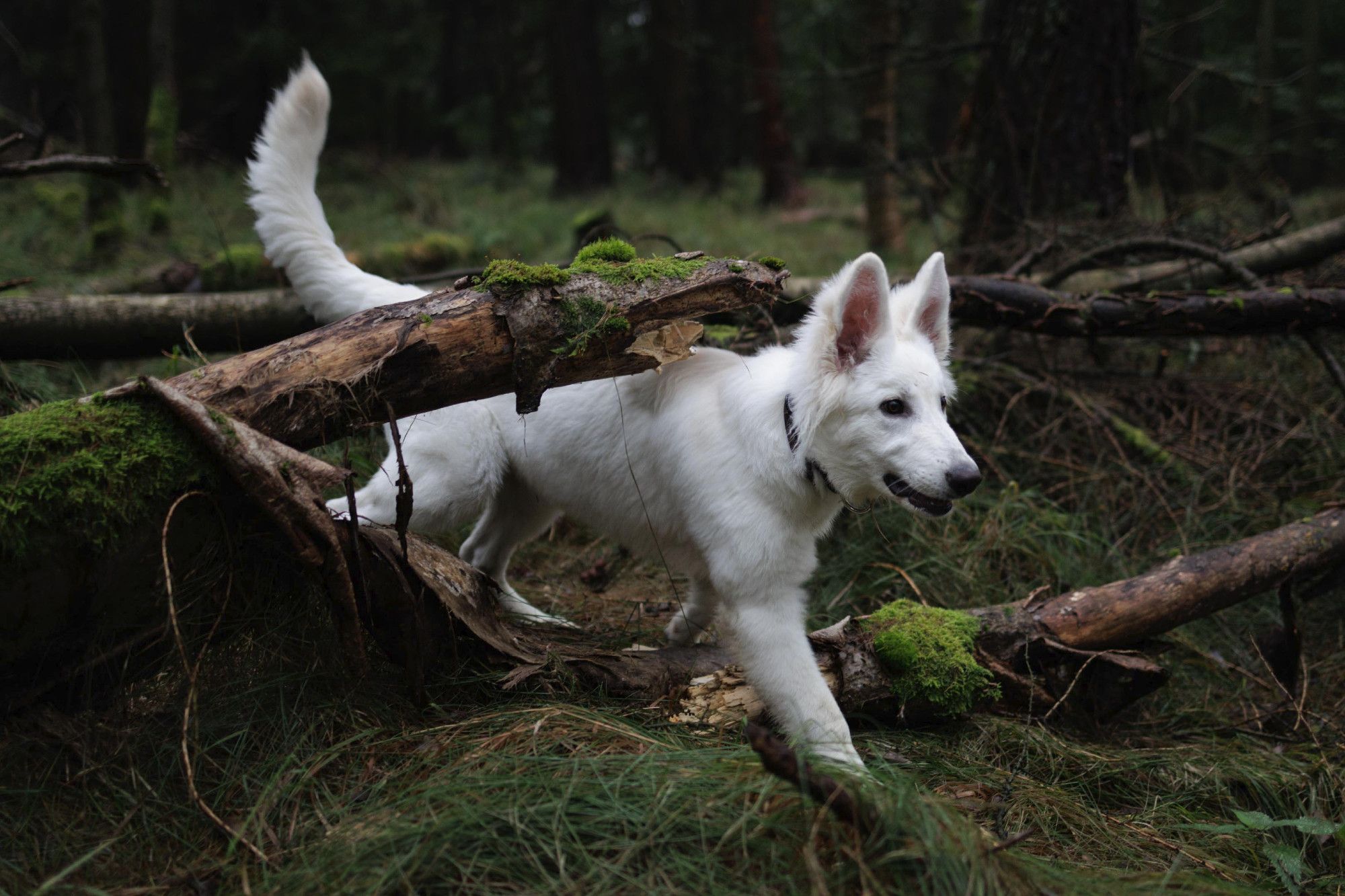 Photo of a young White Swiss Shepherd dog in a forest.