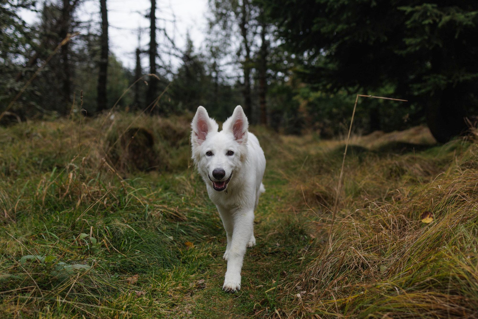 Photo of a young White Swiss Shepherd dog in a forest.