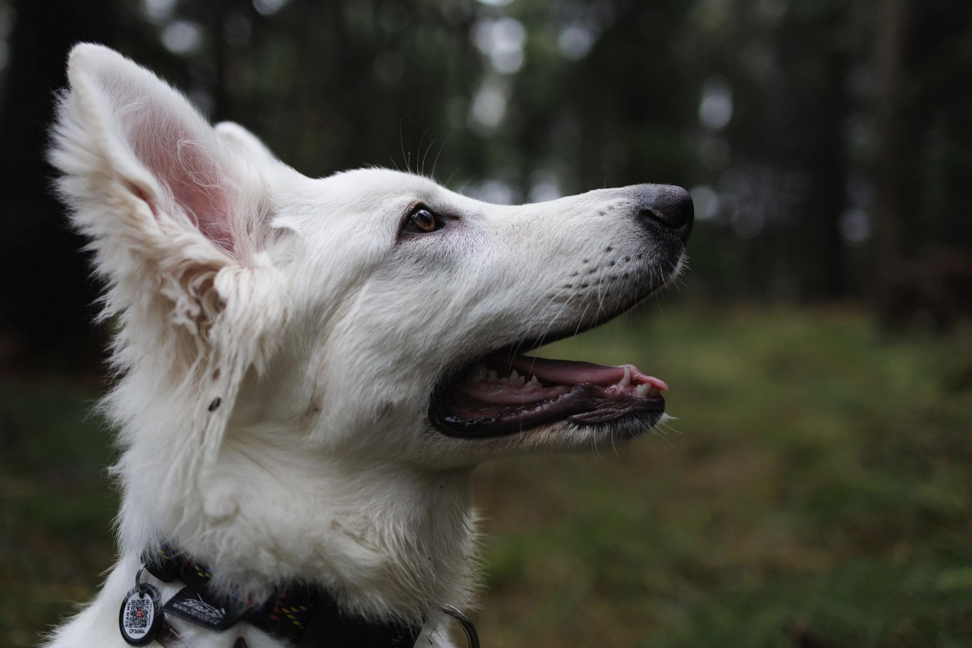 Photo of a young White Swiss Shepherd dog in a forest.