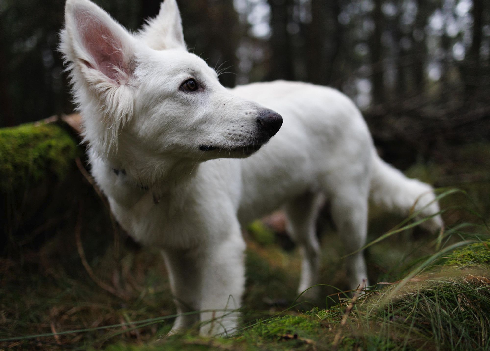 Photo of a young White Swiss Shepherd dog in a forest.